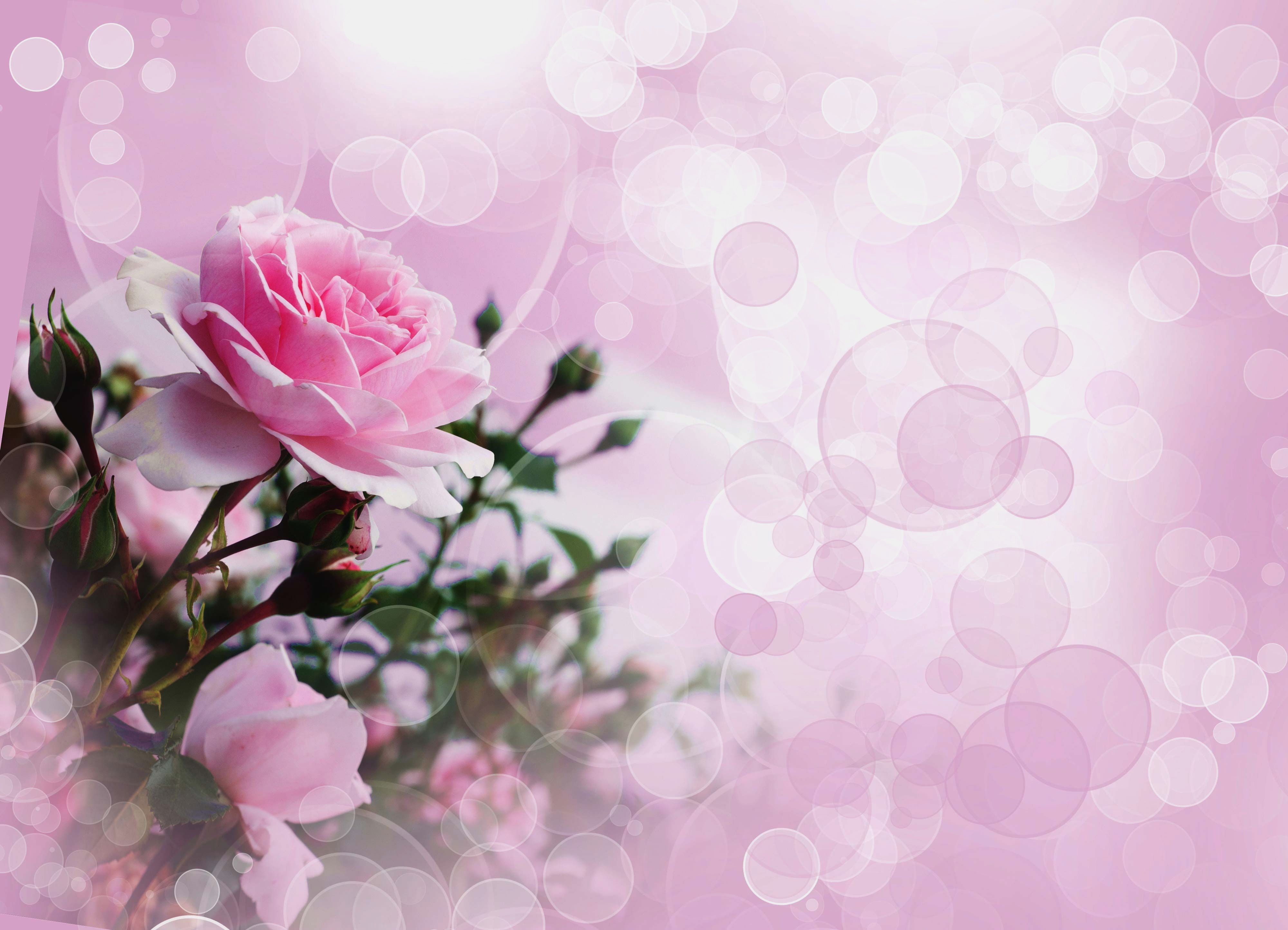 Pink Rose Wallpaper Ultra Hd Wallpapers - Pink Rose Background Hd , HD Wallpaper & Backgrounds