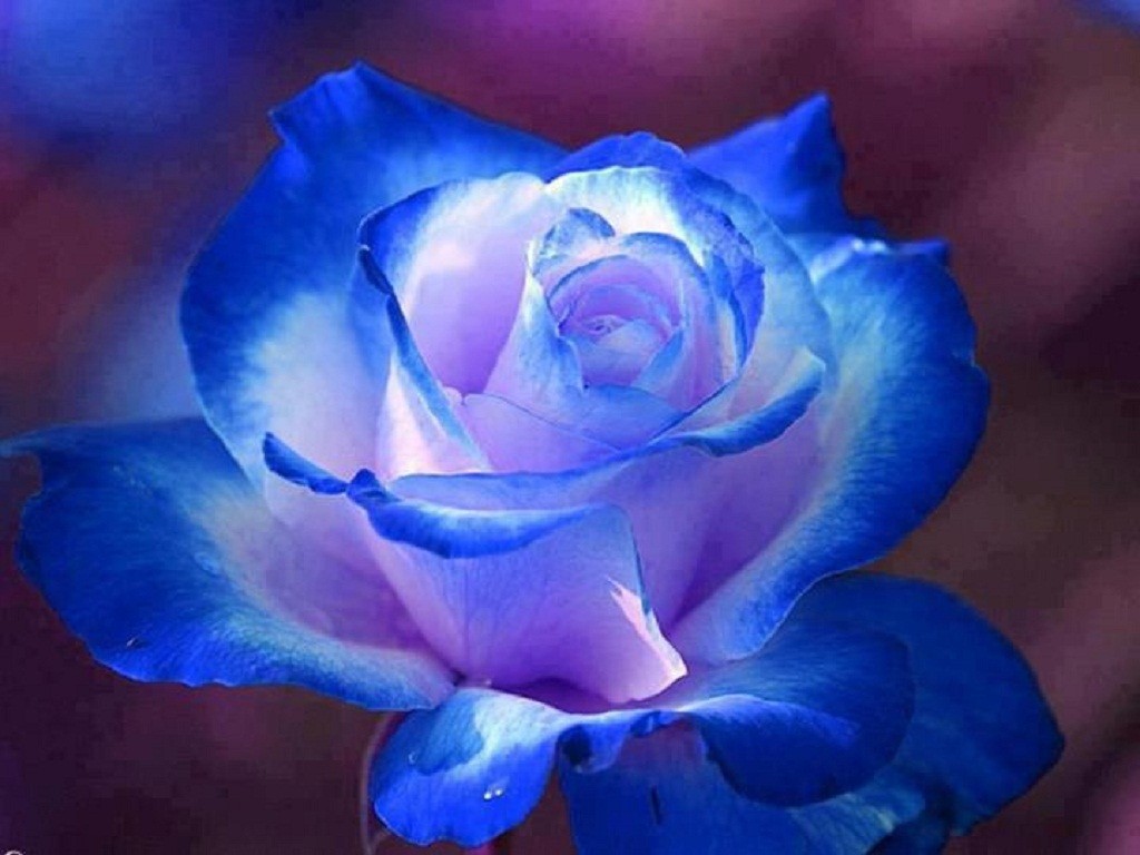 White And Blue Rose , HD Wallpaper & Backgrounds