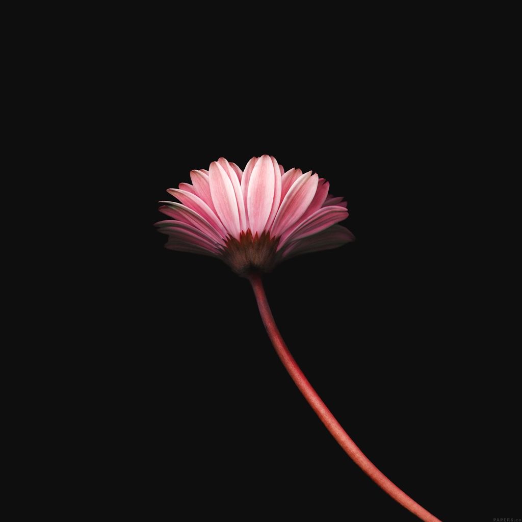 Lonely Flower Dark Red Simple Minimal Nature Ipad Air , HD Wallpaper & Backgrounds