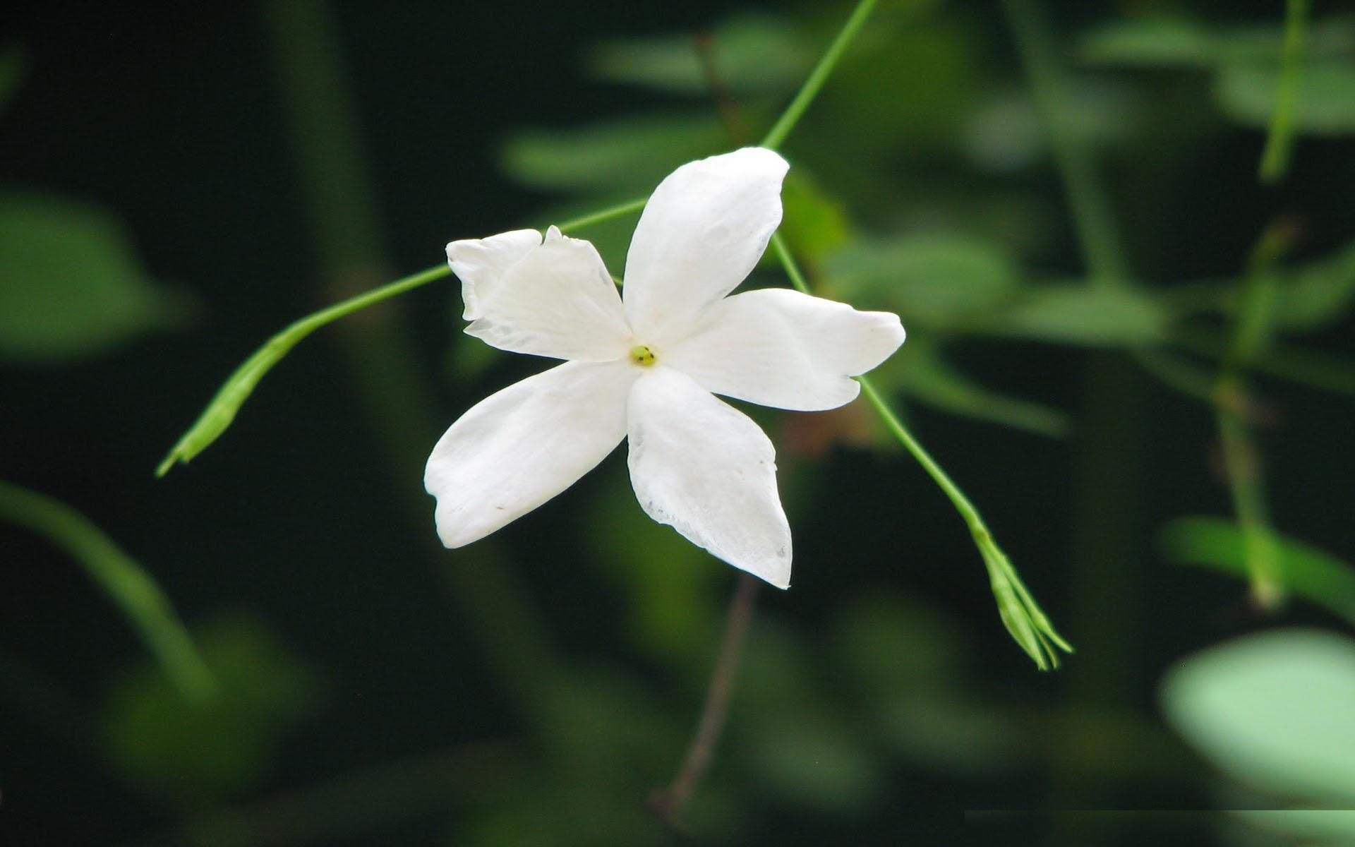 2042672272 Full Bloomed Single Jasmine Flower Picture - Jasmine Single Flowers , HD Wallpaper & Backgrounds
