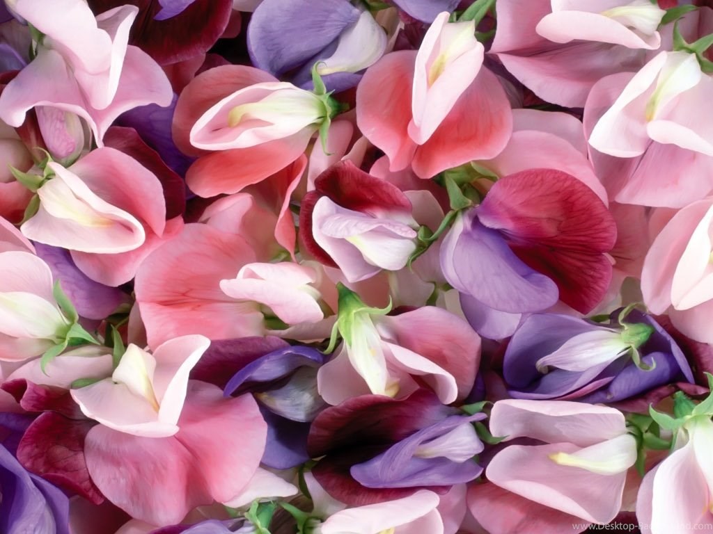Fullscreen - Pink Purple White Flowers , HD Wallpaper & Backgrounds