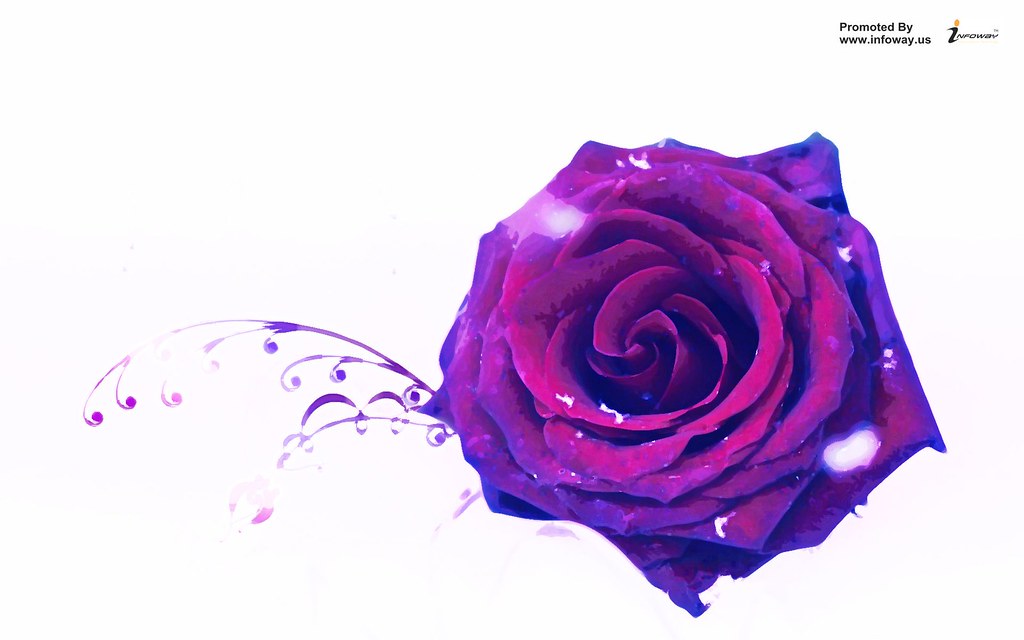 Beautiful Rose Purple Single Hd Wallpaper - Happy Purple Rose Day , HD Wallpaper & Backgrounds