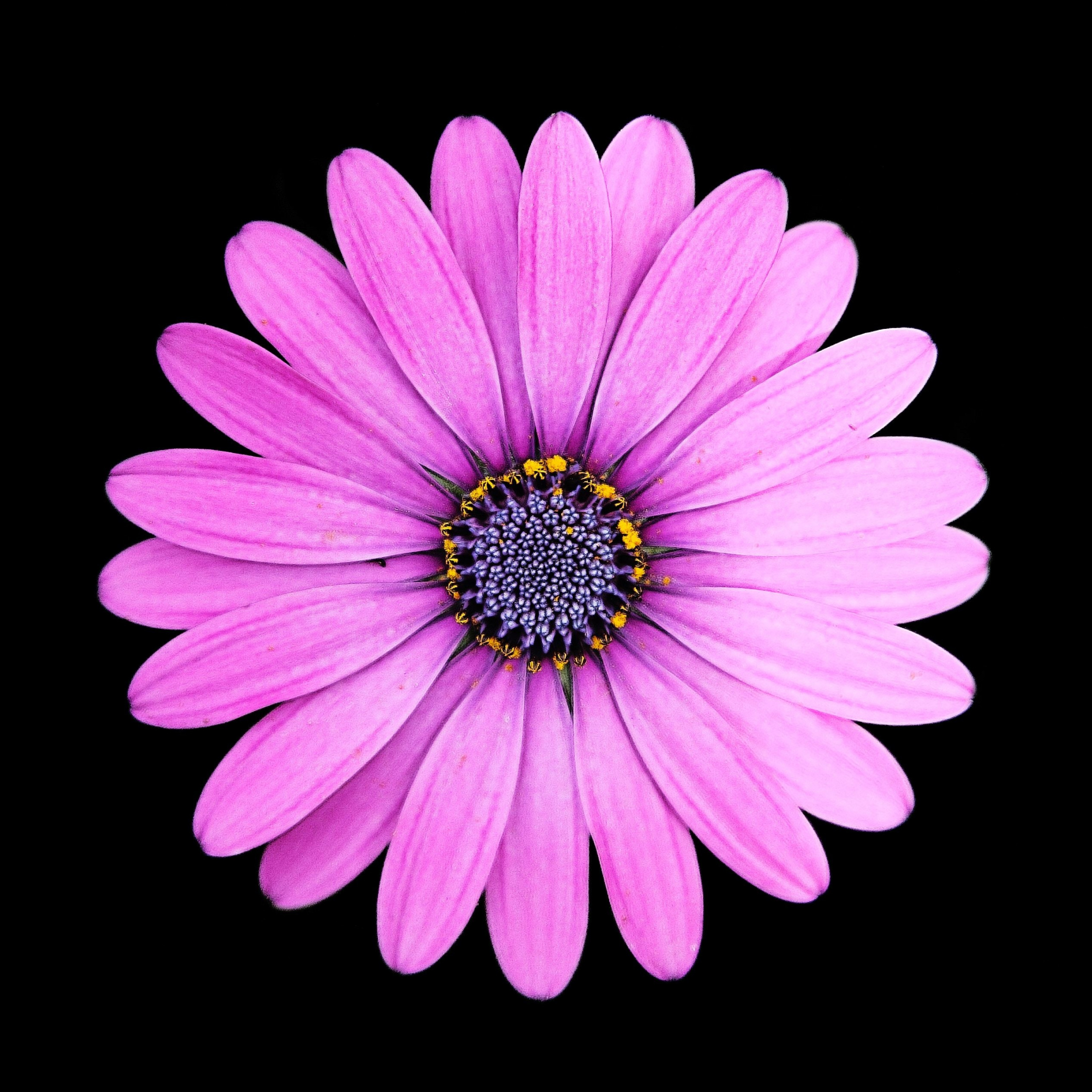 Wallpaper Margarita, Daisy, Flower, Purple, Portrait - Purple Flowers With Dark Background , HD Wallpaper & Backgrounds