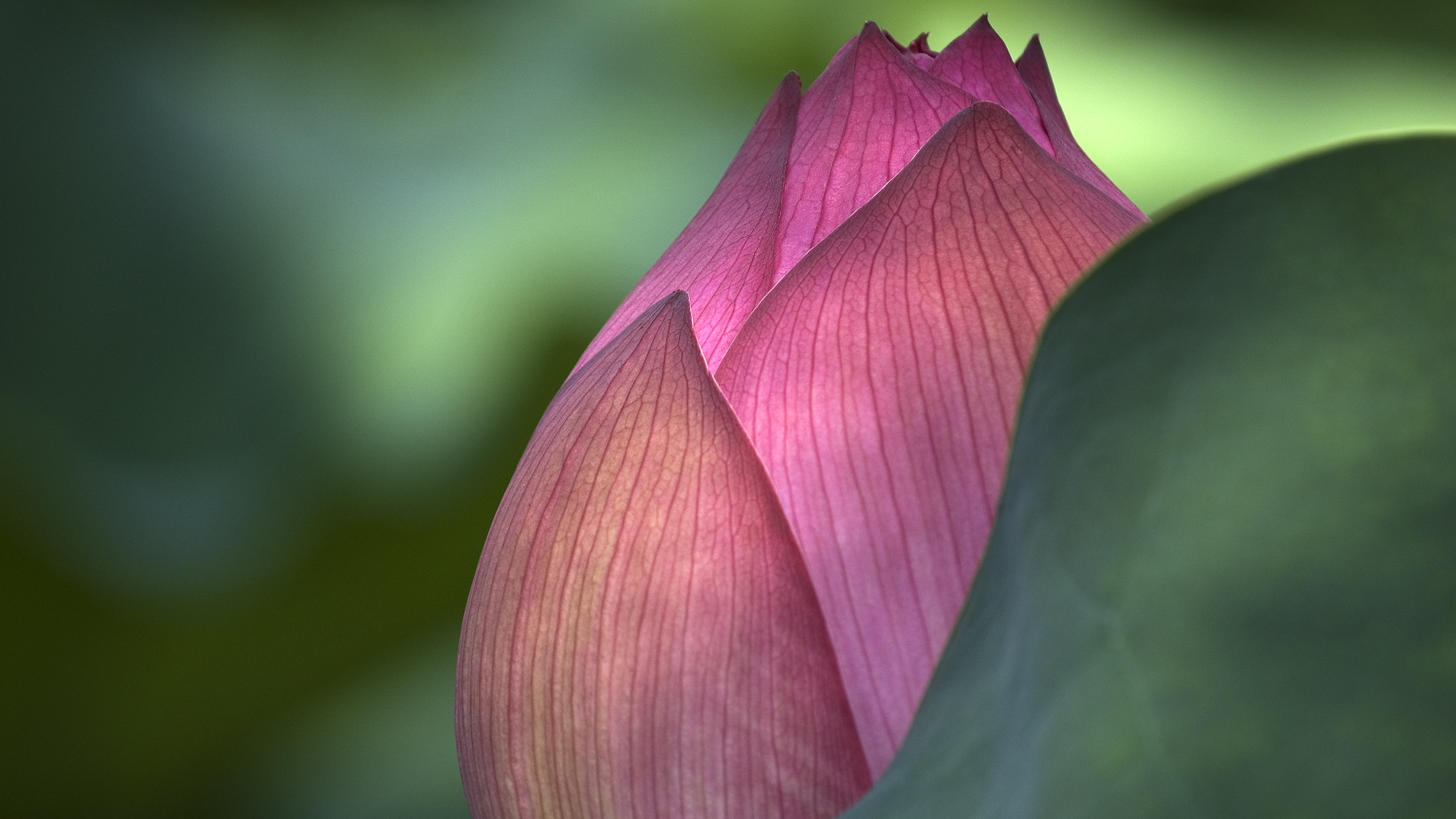 Technology Abstract Lotus Flower Iphone Ipad Mac At - Amazing Photos In Hd , HD Wallpaper & Backgrounds