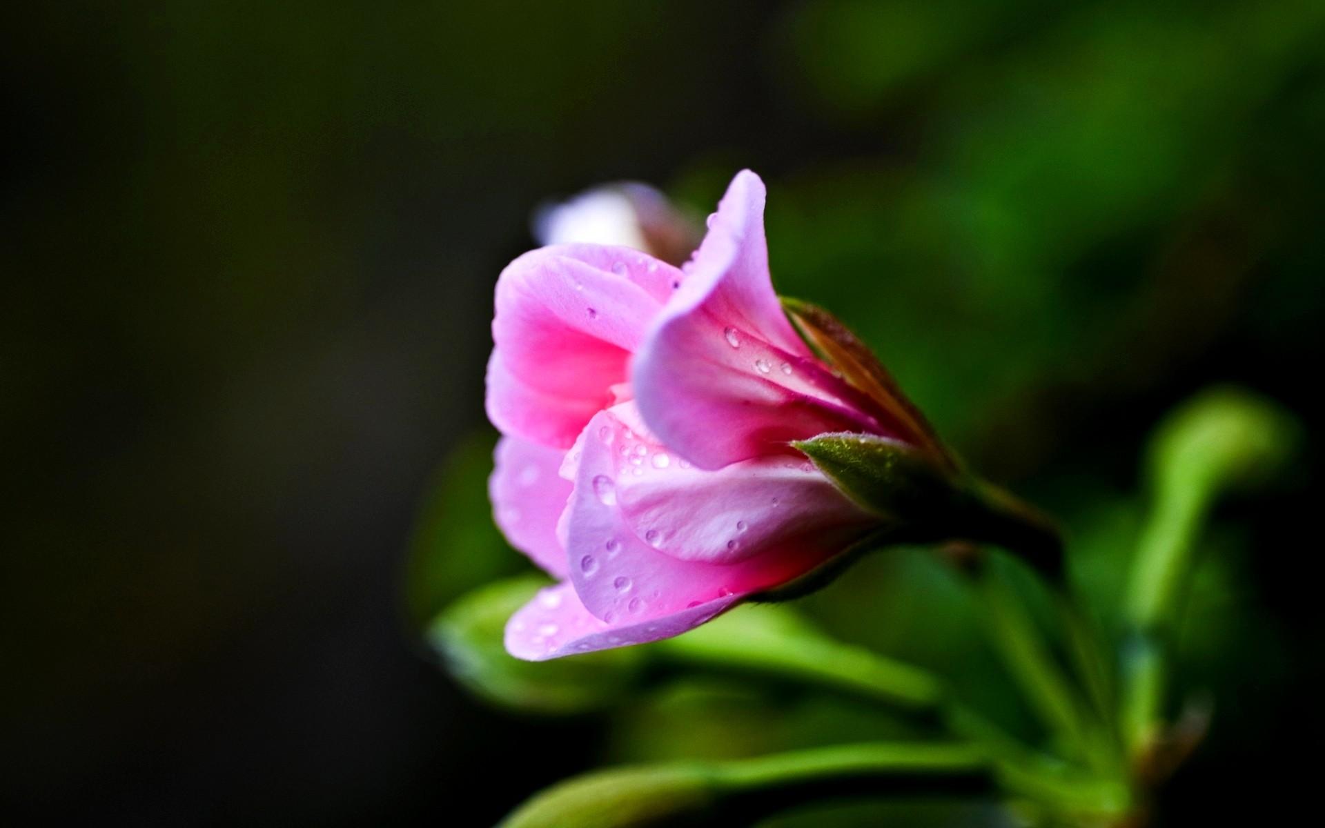 Blossom Nature Flower Spring Single Decoration Hd Images - Piekne Kartki Z Napisem O Wdzięczności , HD Wallpaper & Backgrounds