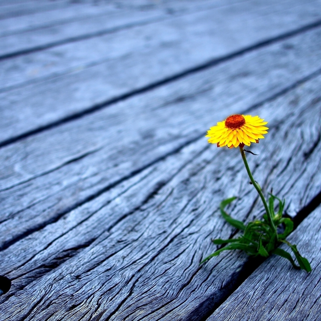 One Flower Wallpaper Flower Between Wooden Boards Ipad - One Flower , HD Wallpaper & Backgrounds