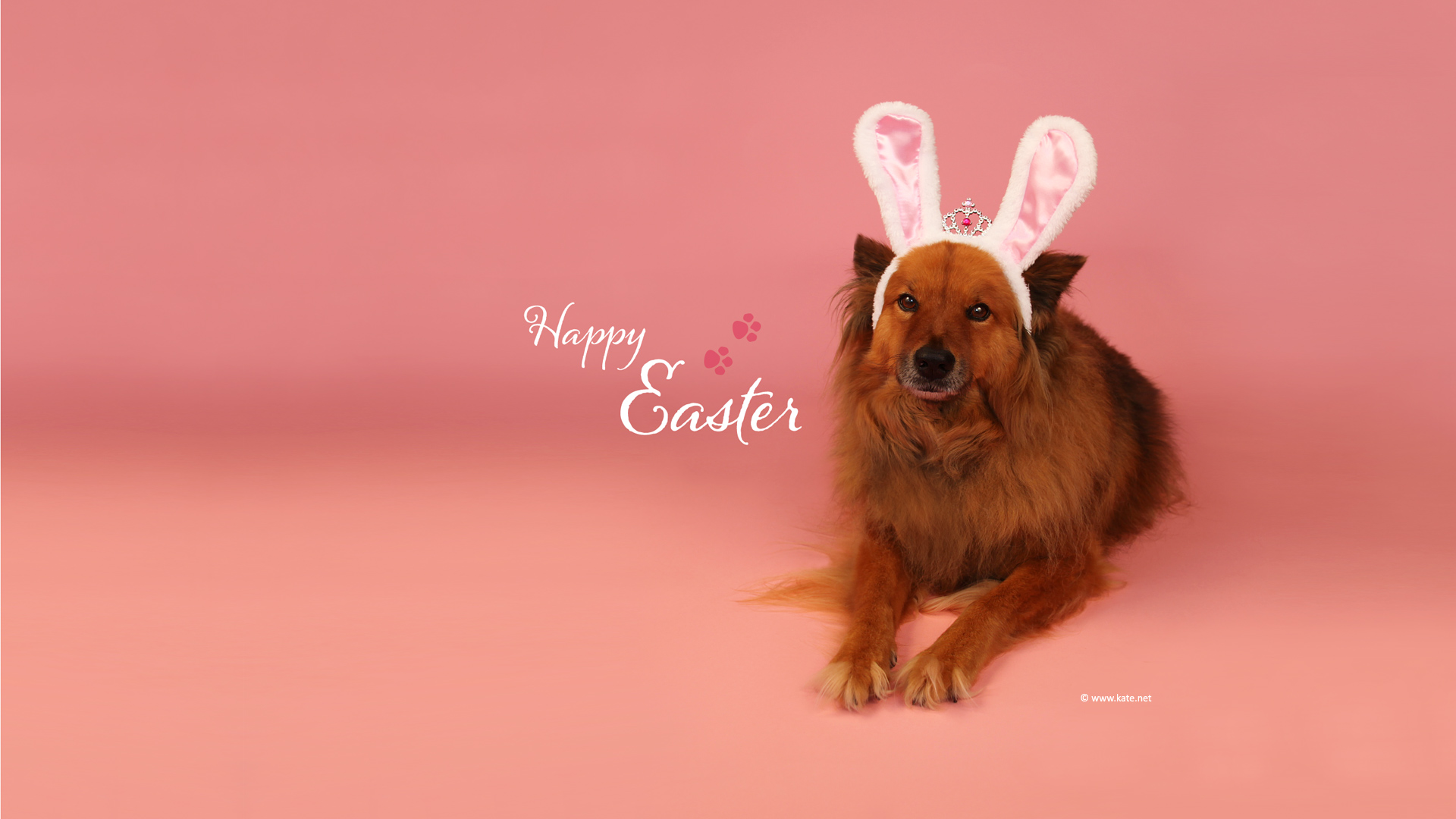 Easter Dogs Wallpaper Iphone , HD Wallpaper & Backgrounds