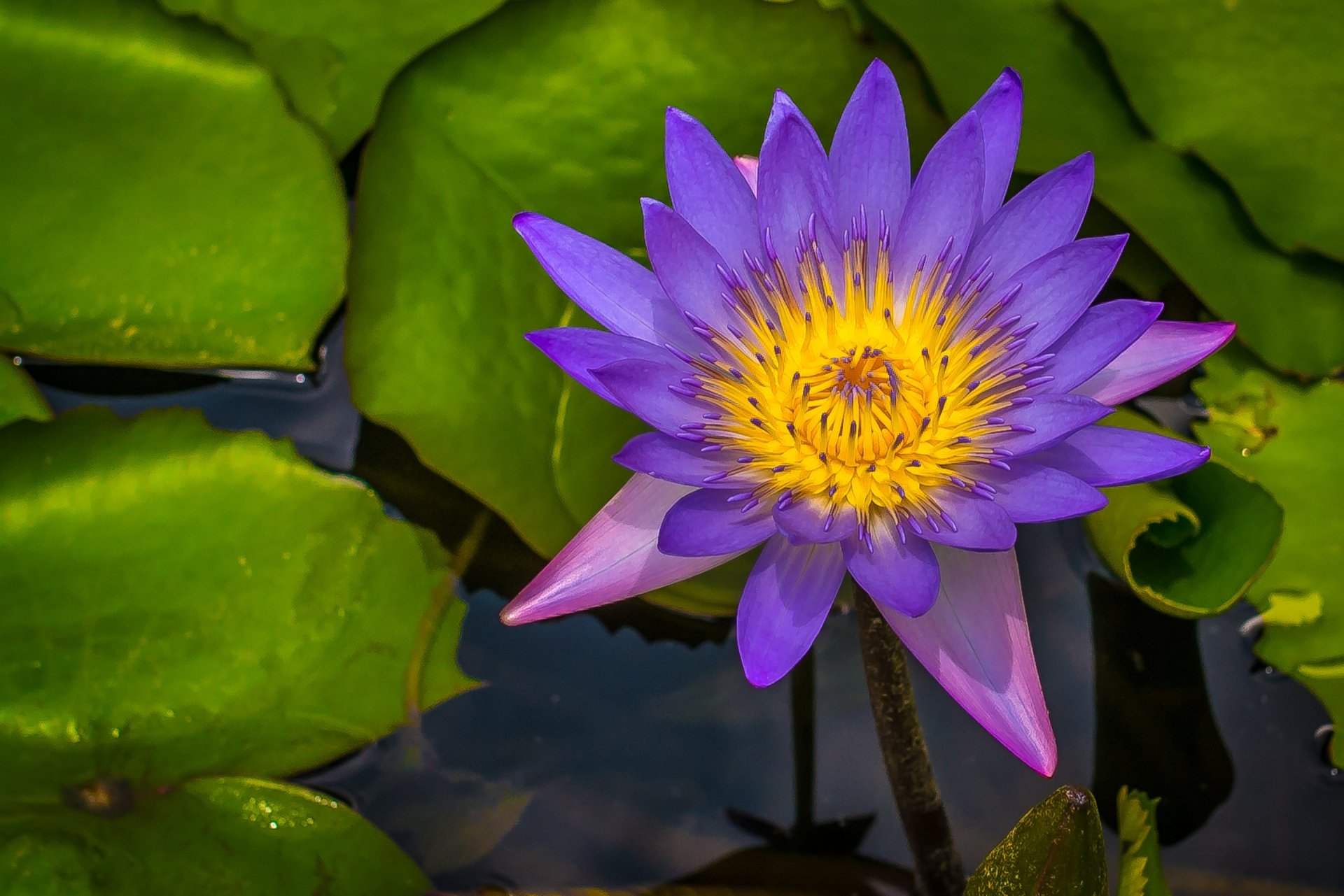 Cool Earth Lotus Flowers Flower Purple Flower Lily - Sacred Lotus , HD Wallpaper & Backgrounds