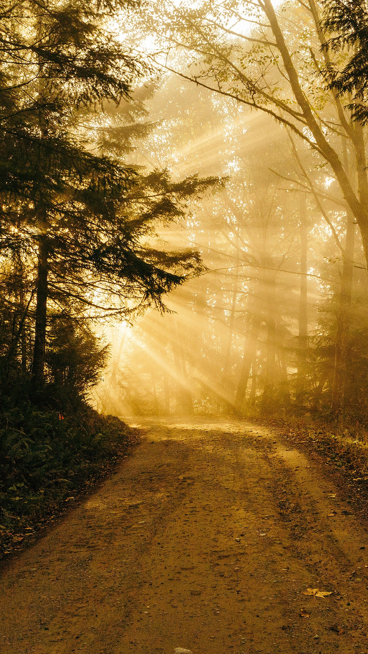 Sunny Road Wood Forest Light Tree Nature Gold Android - Gold Wallpaper Hd Iphone 8 , HD Wallpaper & Backgrounds