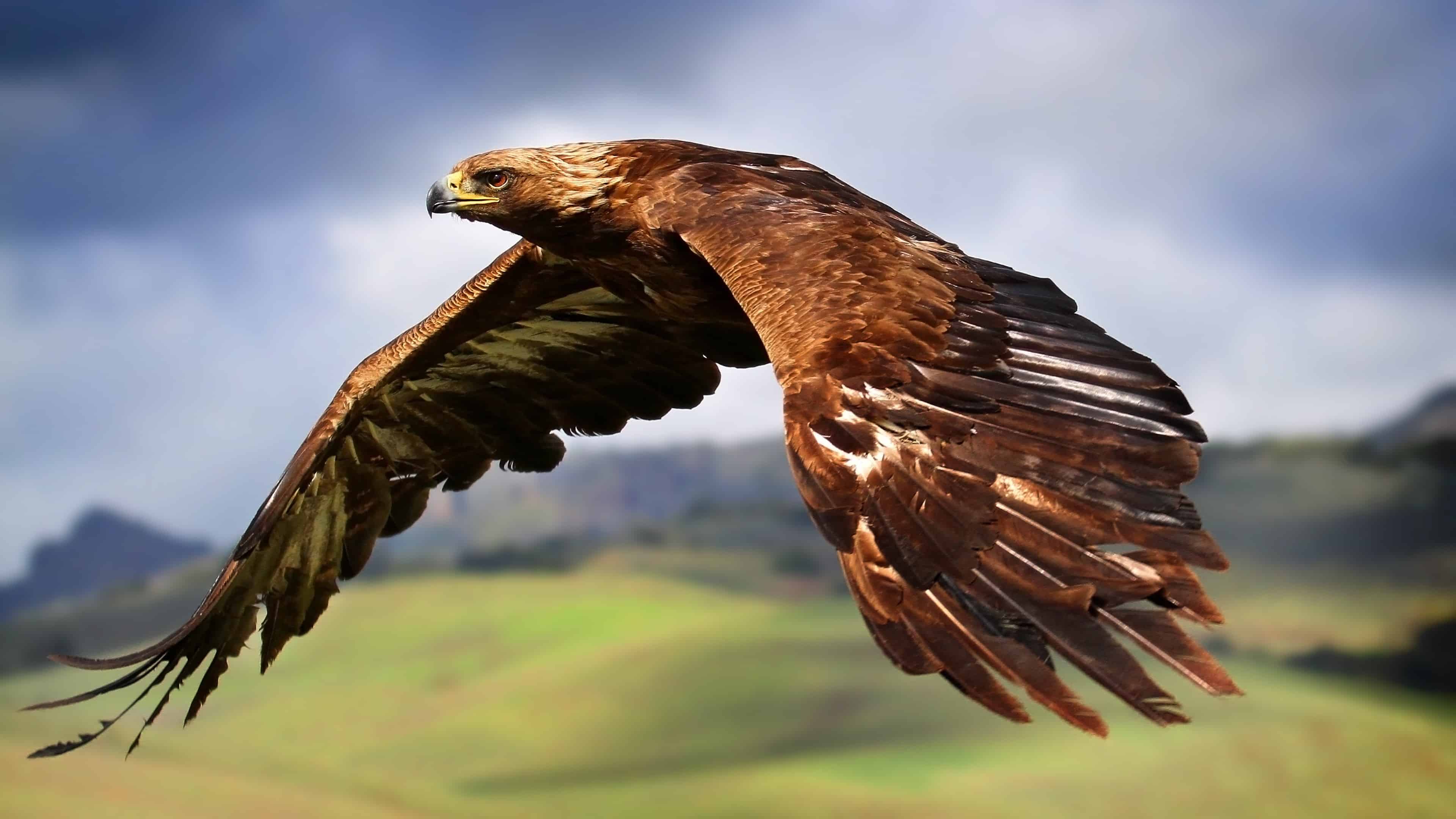 4k 3840 X 2160 Wallpapers Themefoxx - Wedge Tailed Eagle Hd , HD Wallpaper & Backgrounds