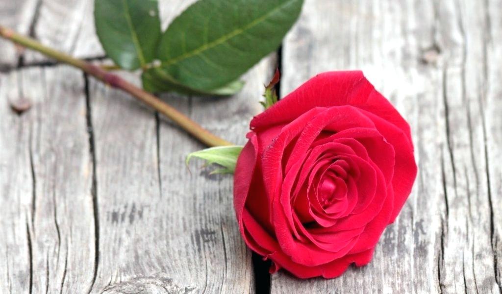 Cute Rose Pretty Red Wallpaper Girly Gold - Beautiful Single Red Rose , HD Wallpaper & Backgrounds