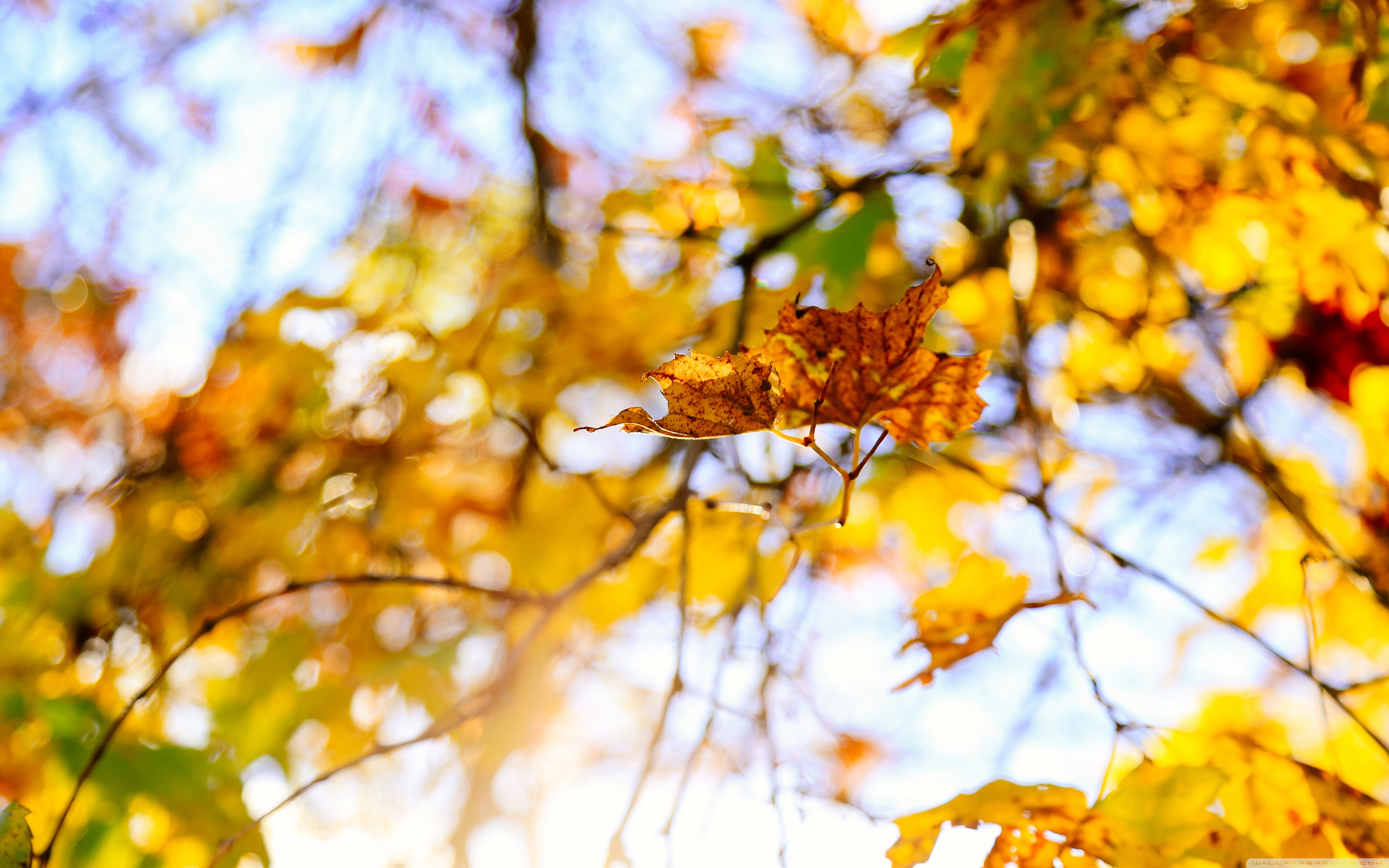 Autumn , HD Wallpaper & Backgrounds
