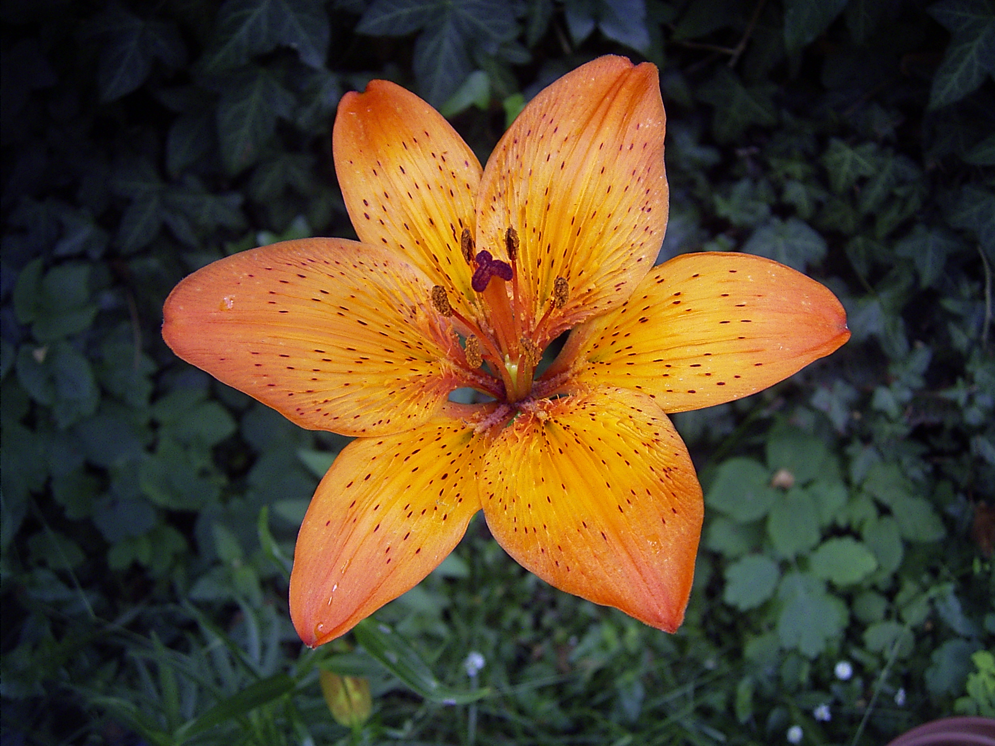 Preview Tiger Lily Flower , HD Wallpaper & Backgrounds