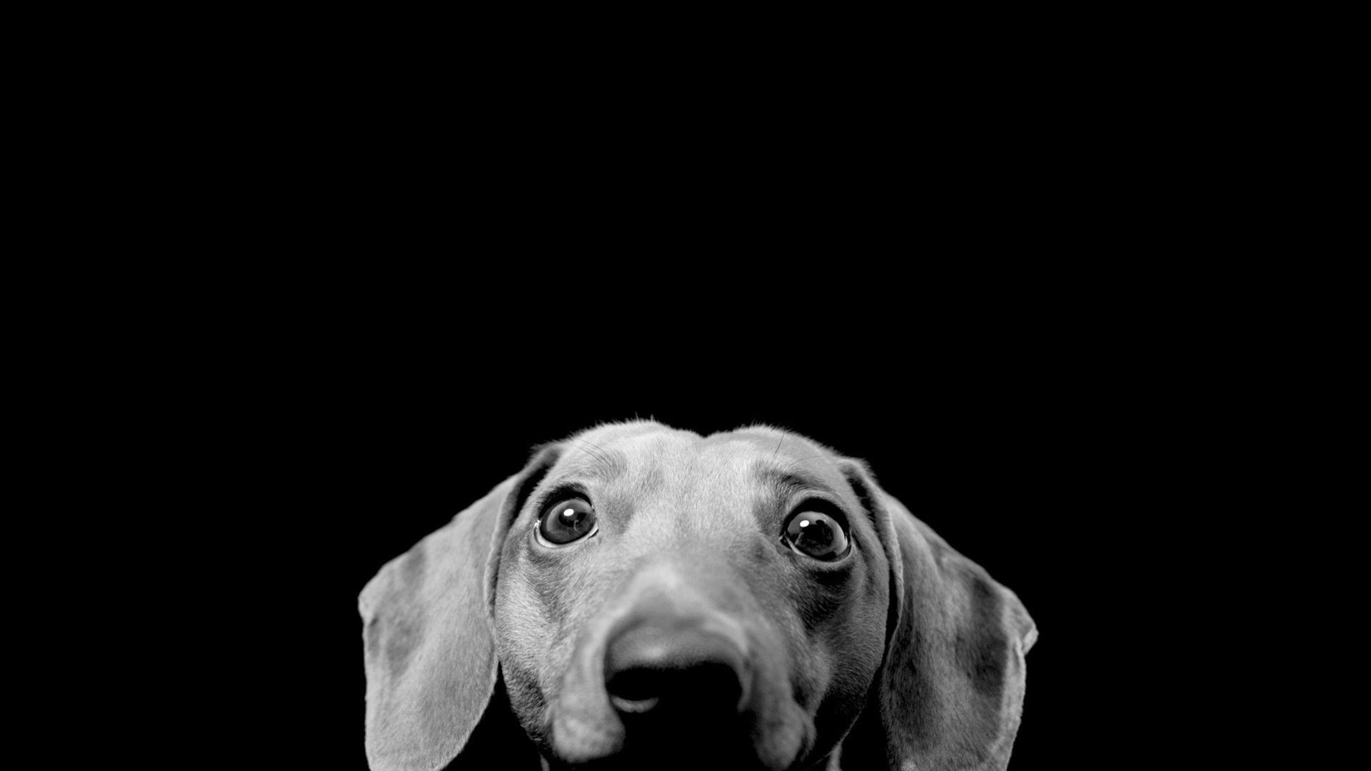 Dog Hd Wallpaper - Dachshund Wallpaper Pc , HD Wallpaper & Backgrounds