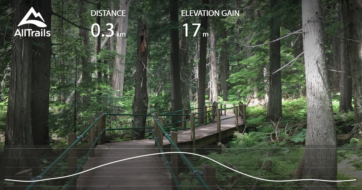 Spruce-fir Forest , HD Wallpaper & Backgrounds