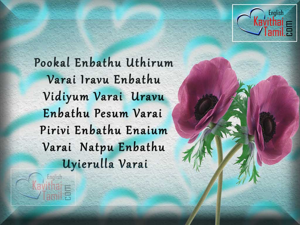 Tamil Love Kavithai Wallpapers Download 41 Free Download - Oriental Poppy , HD Wallpaper & Backgrounds