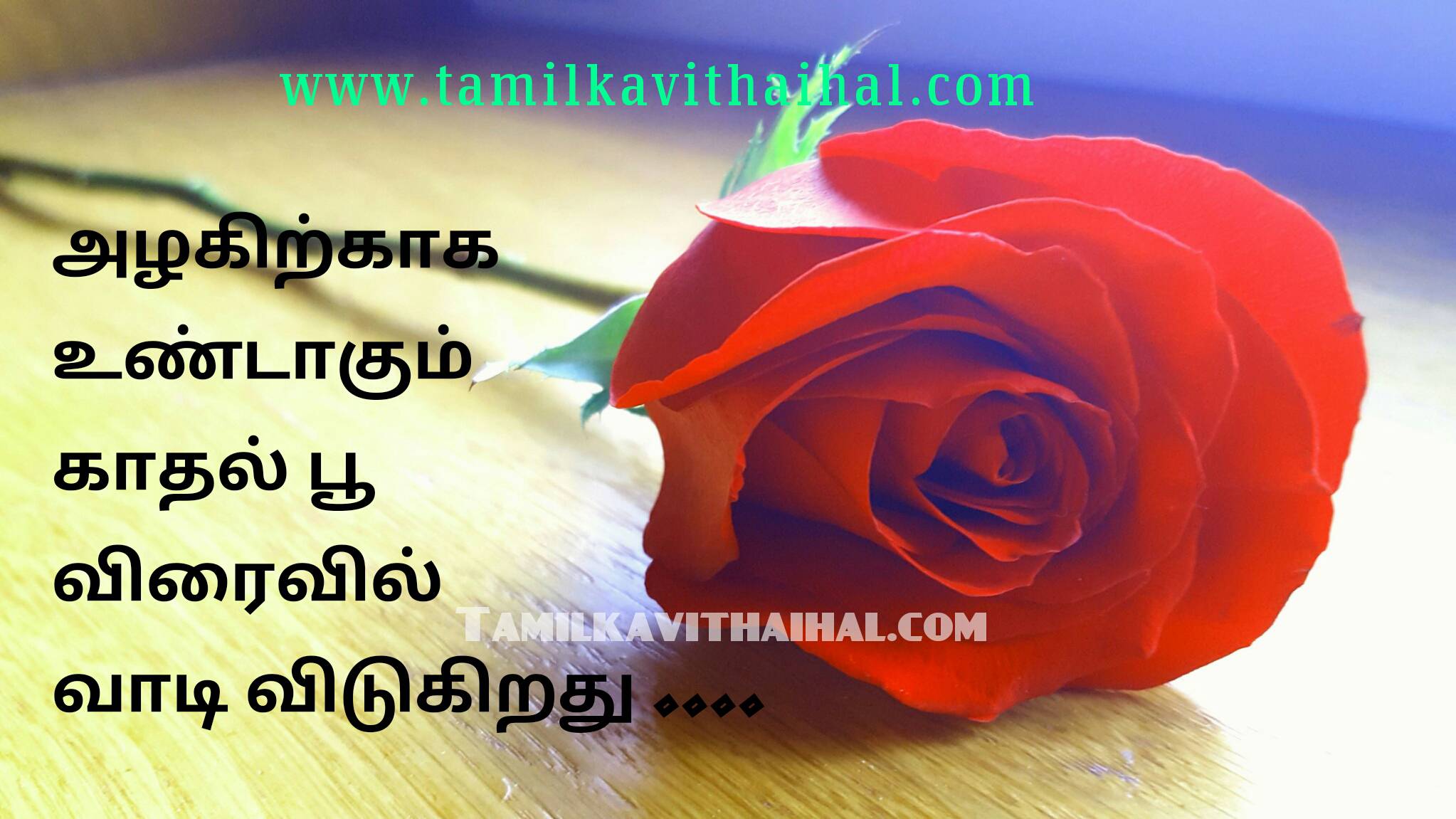 Best True Love Quotes In Tamil Beauty Kadhal Flower - True Love Kavithai Tamil , HD Wallpaper & Backgrounds