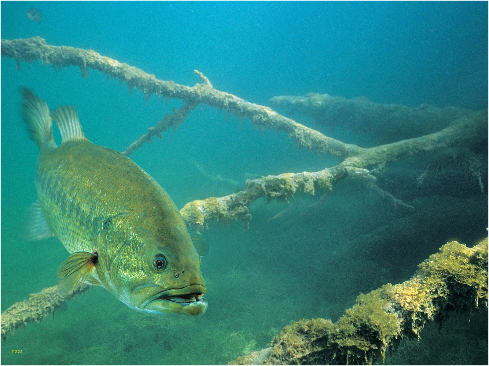 Largemouth Bass Wallpaper Lovely Bass Fishing Wallpaper - Bass In A Lake , HD Wallpaper & Backgrounds