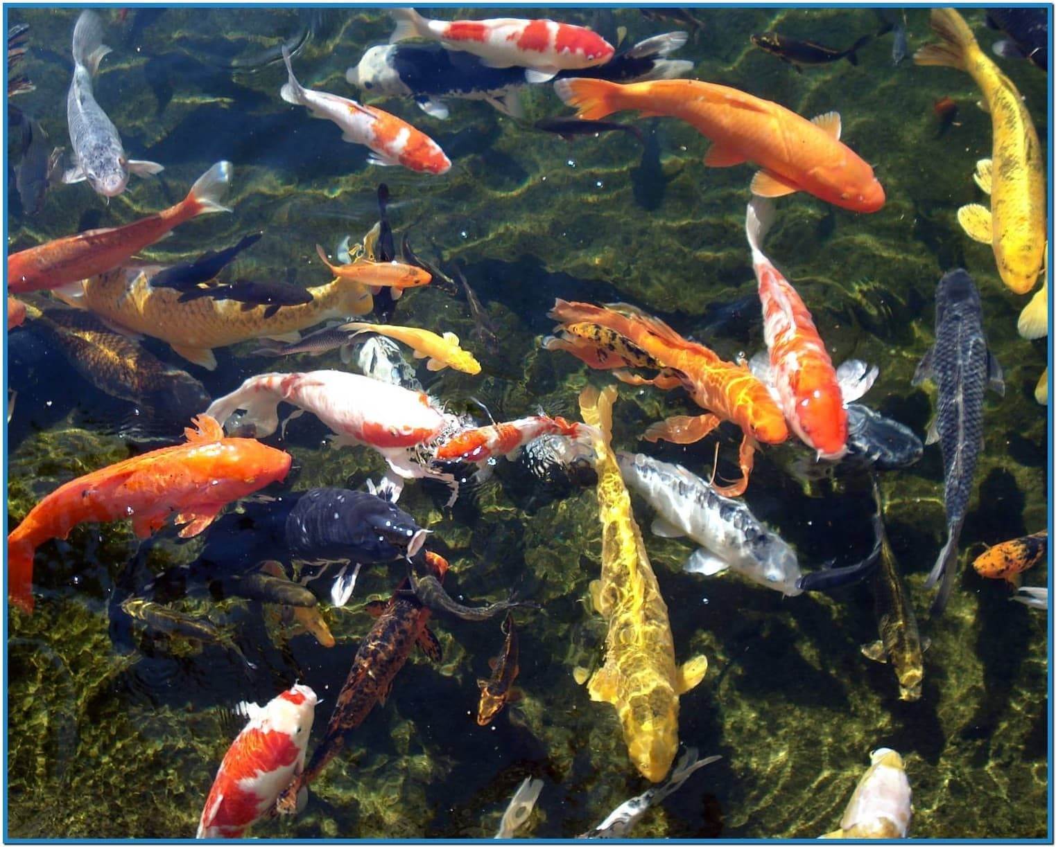 Koi Fish 3d Wallpaper Download - Koi Pond Background Hd , HD Wallpaper & Backgrounds