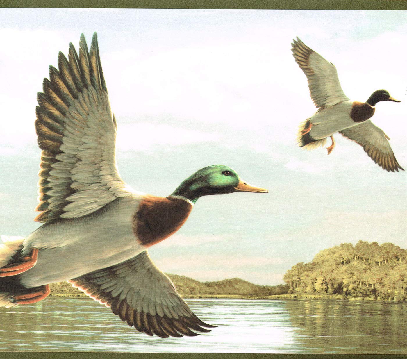 Mallard Ducks Hunting Lodge Fishing Wallpaper Border - Mallard , HD Wallpaper & Backgrounds
