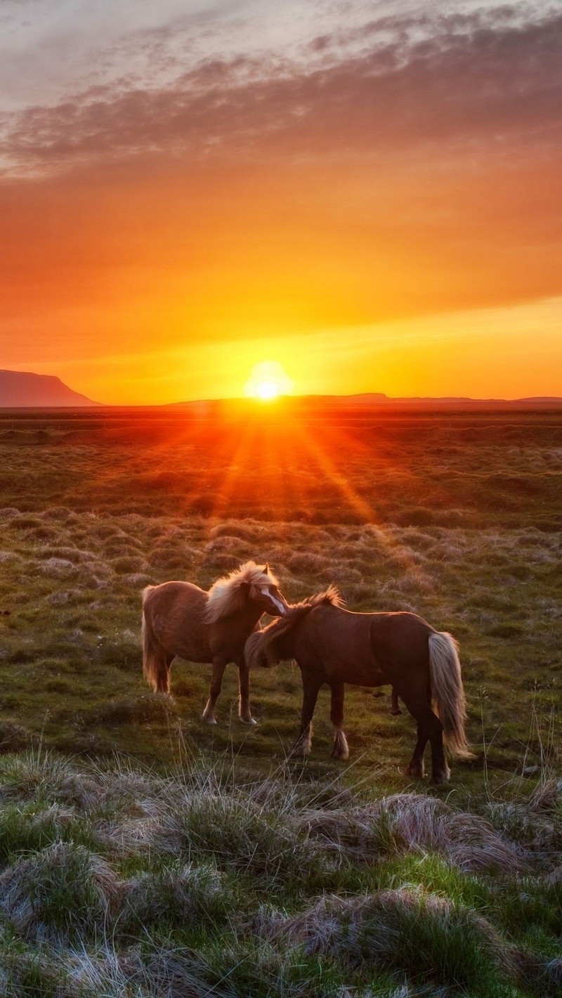 Wallpaper Iceland, Landscape, Sunset, Foals, Horses - Wild Horse Wallpaper Phone , HD Wallpaper & Backgrounds