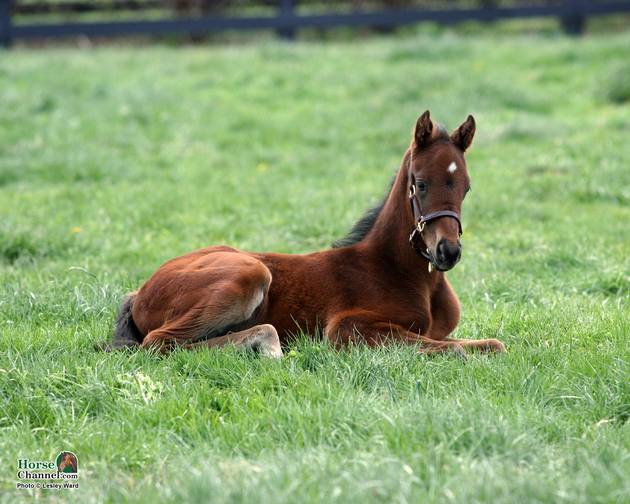 Springtime Foal Screensaver And Desktop Wallpapers - Horses In The Spring Time , HD Wallpaper & Backgrounds