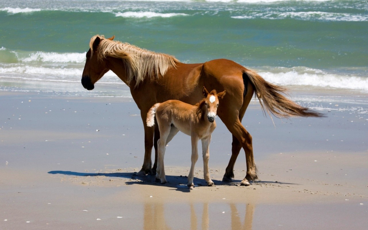 Horses Mare Wild Foals Foal Horse White Background - Wallpaper , HD Wallpaper & Backgrounds