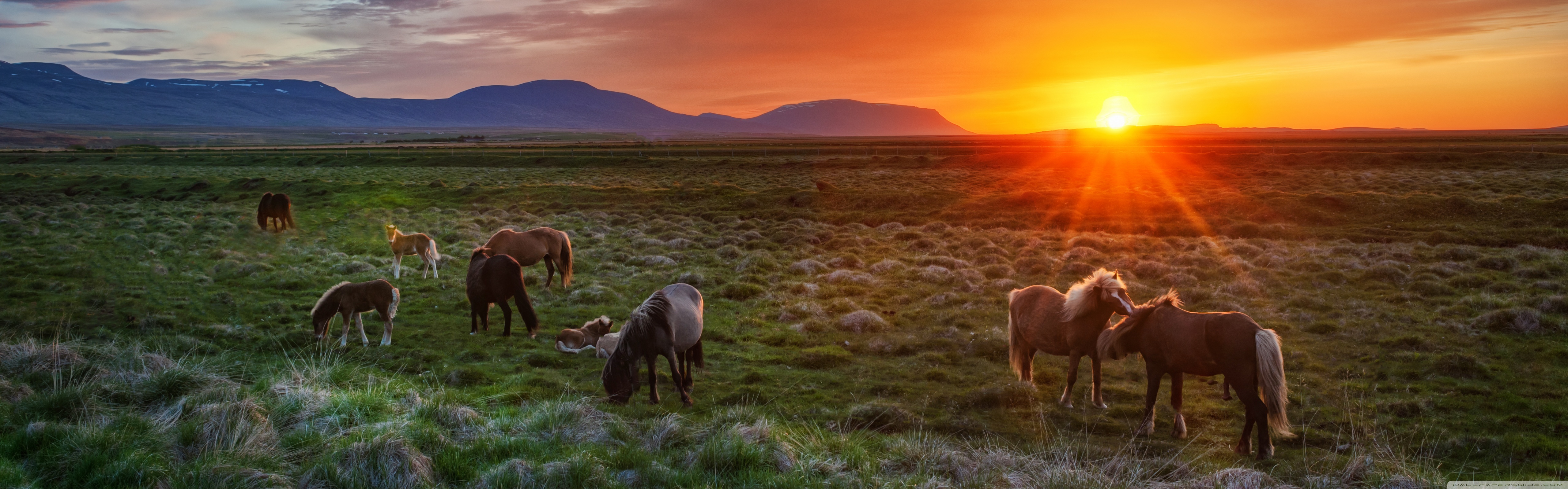 Dual - Wild Horses Wallpaper Hd , HD Wallpaper & Backgrounds