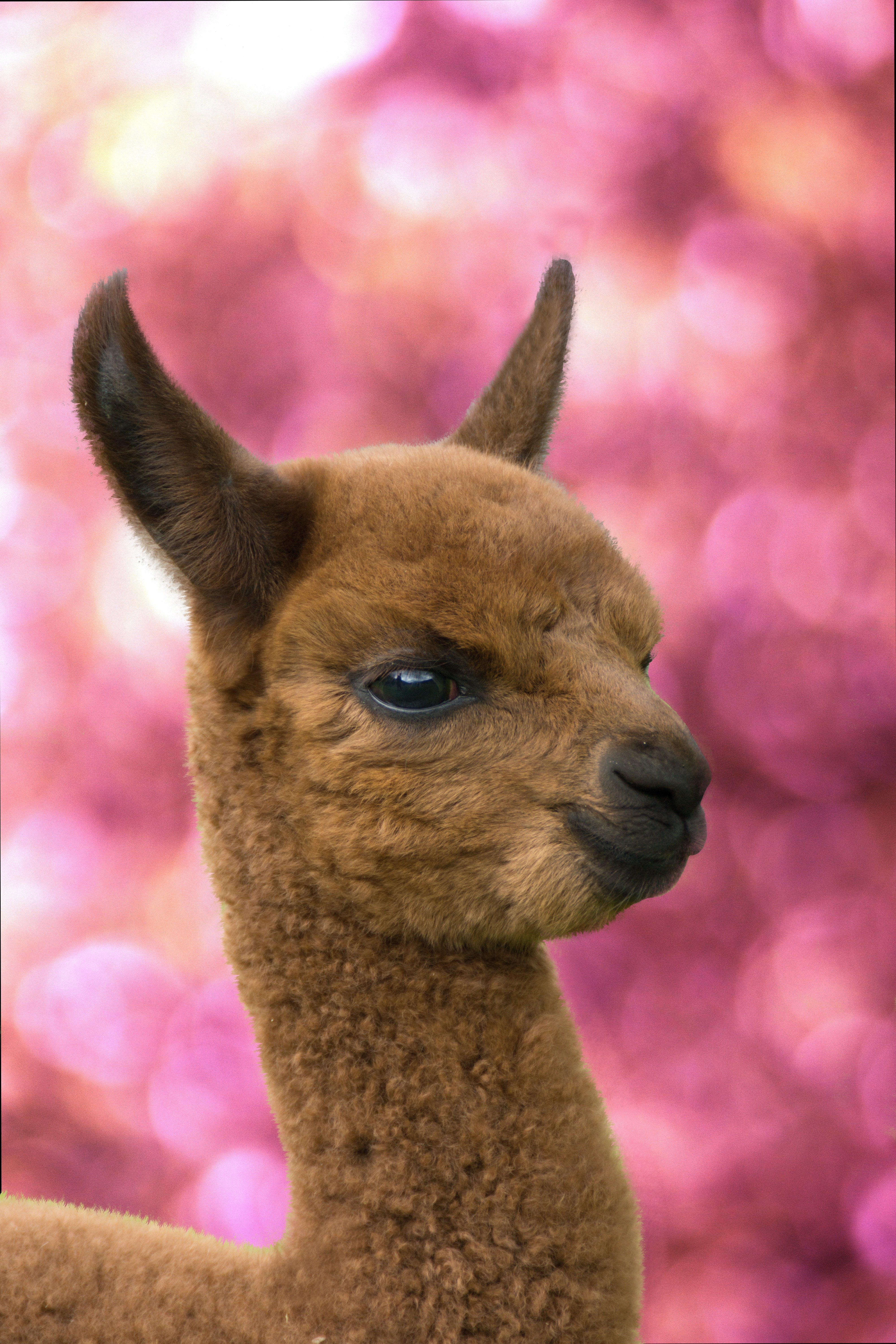 Nature, Alpaca, Animals, Alpaca Foals, One Animal, - Llama Baby , HD Wallpaper & Backgrounds