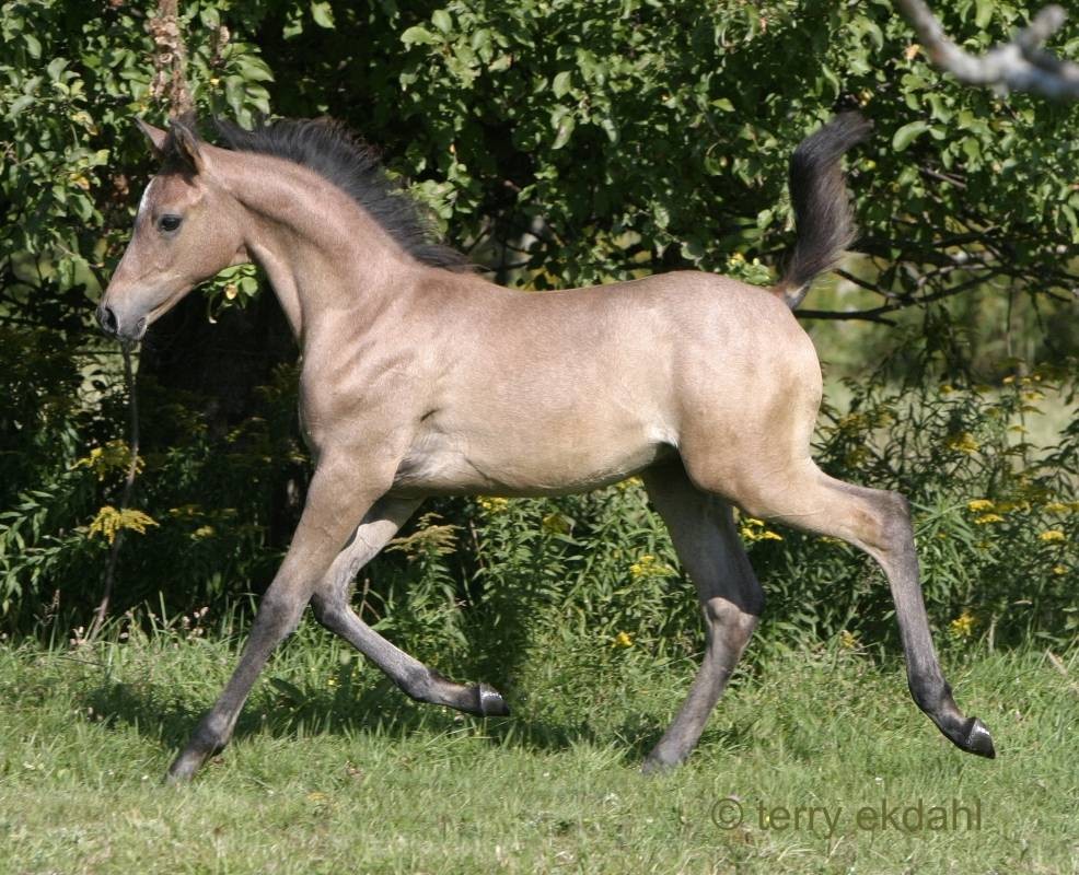 Horses Cute Baby Foals Foal Arabian Arabians Animals - Arabian Horses , HD Wallpaper & Backgrounds