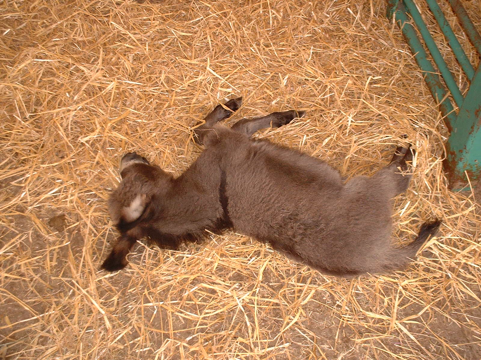 File - Donkey-foal - Baby Mini Donkey Sleeping , HD Wallpaper & Backgrounds