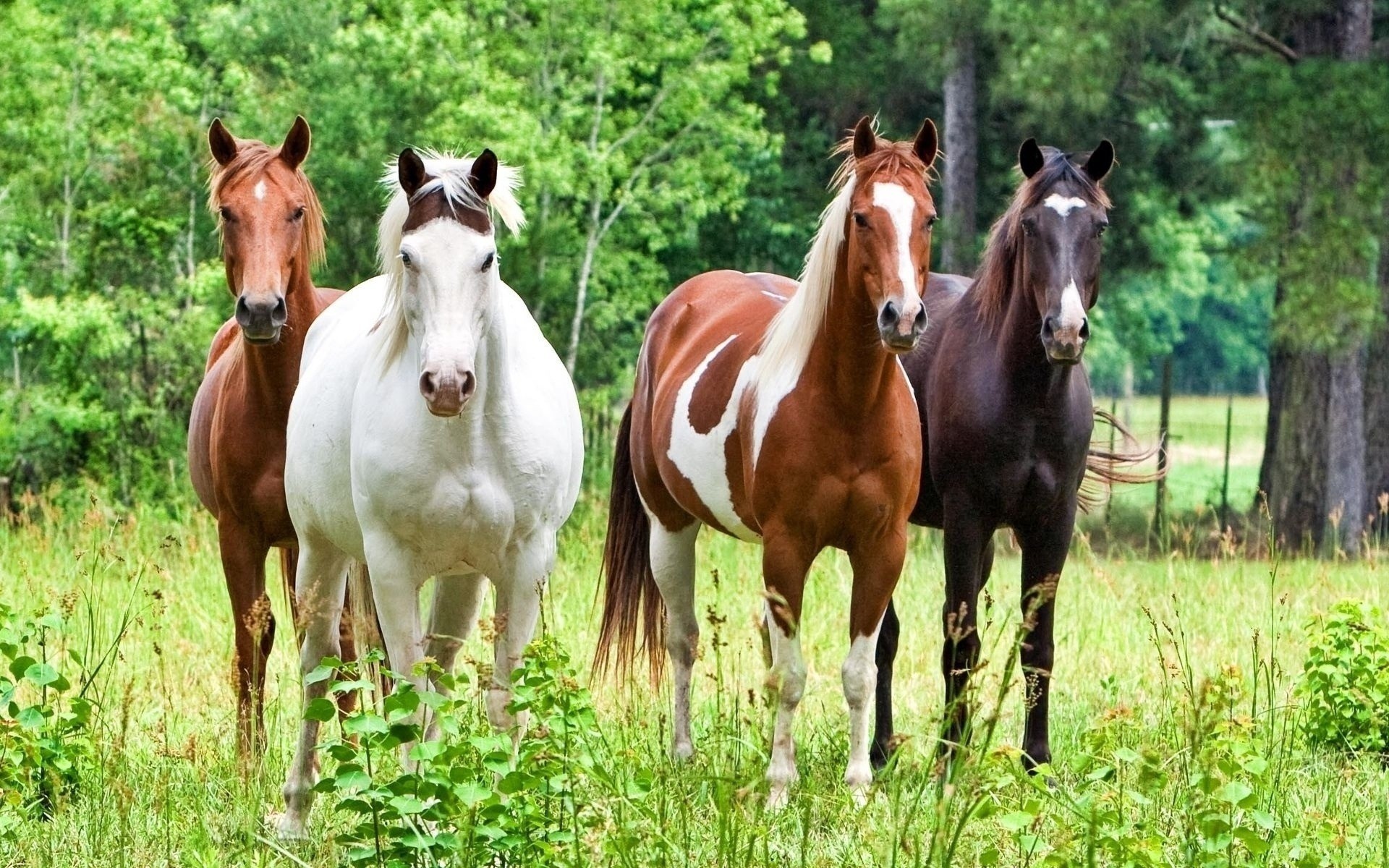Horses, Herd, Grass, Color Wallpaper And Background - Caballos De Varios Colores , HD Wallpaper & Backgrounds