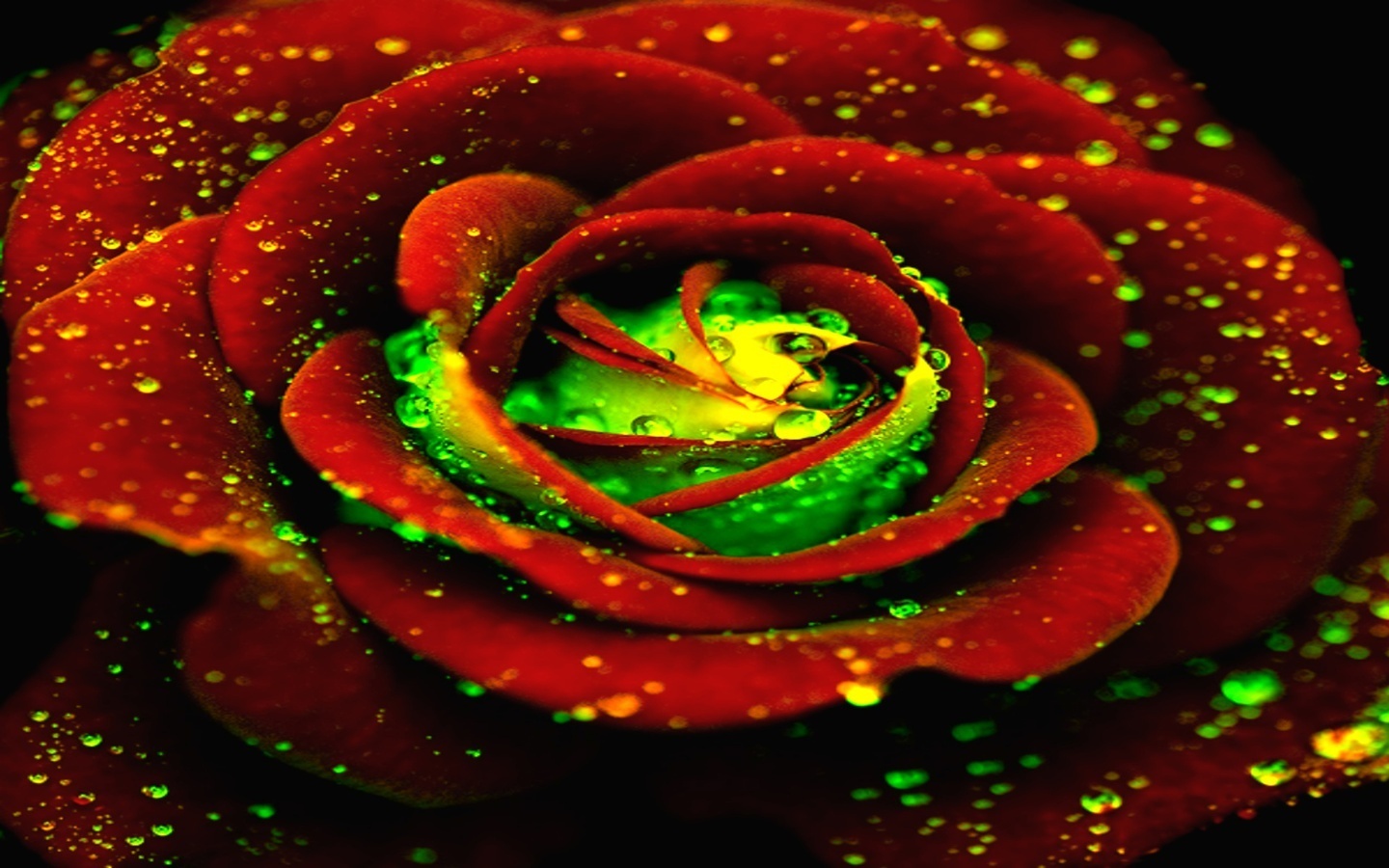 All - Pretty Rainbow Flowers , HD Wallpaper & Backgrounds