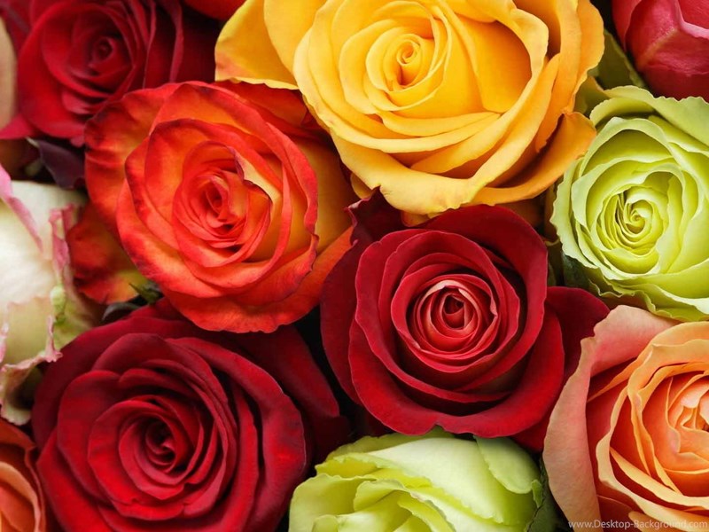 Standart - Rose Day All Colour , HD Wallpaper & Backgrounds