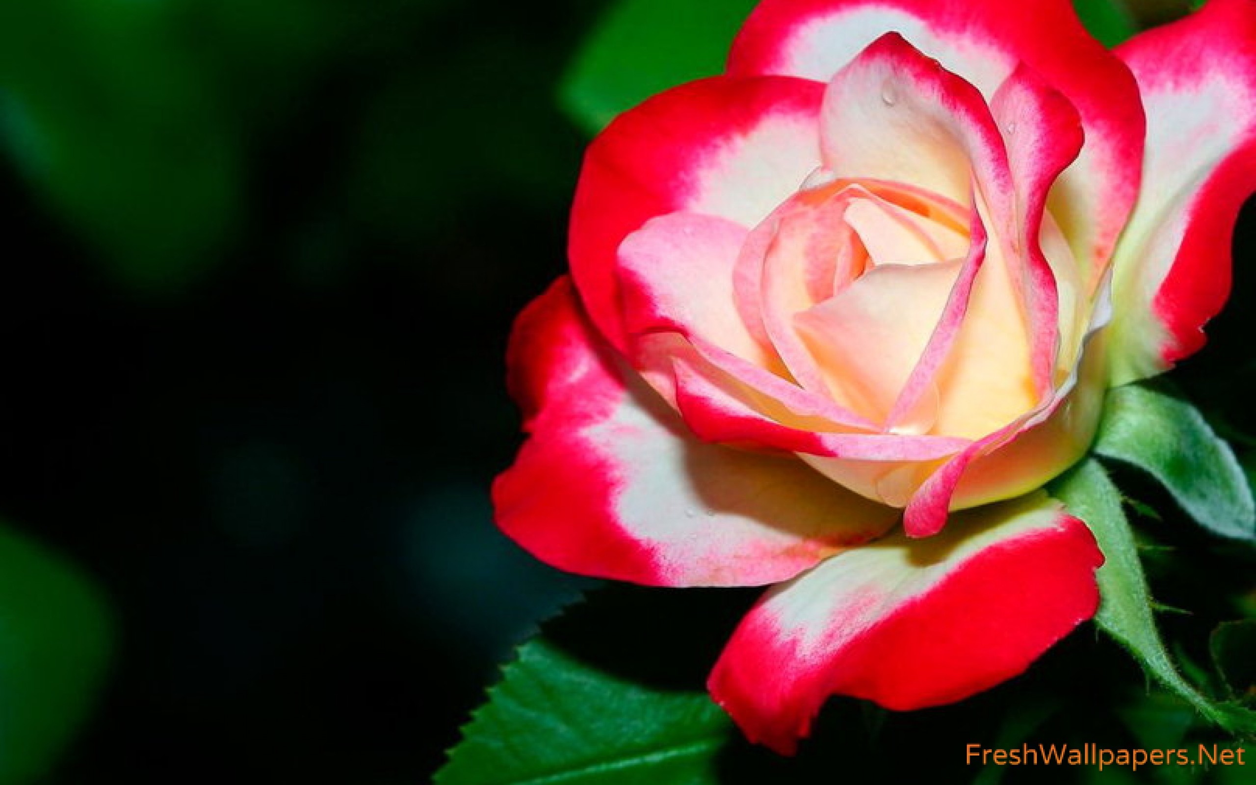 Beautiful Colorful Rose Wallpaper - Larose D Amour , HD Wallpaper & Backgrounds