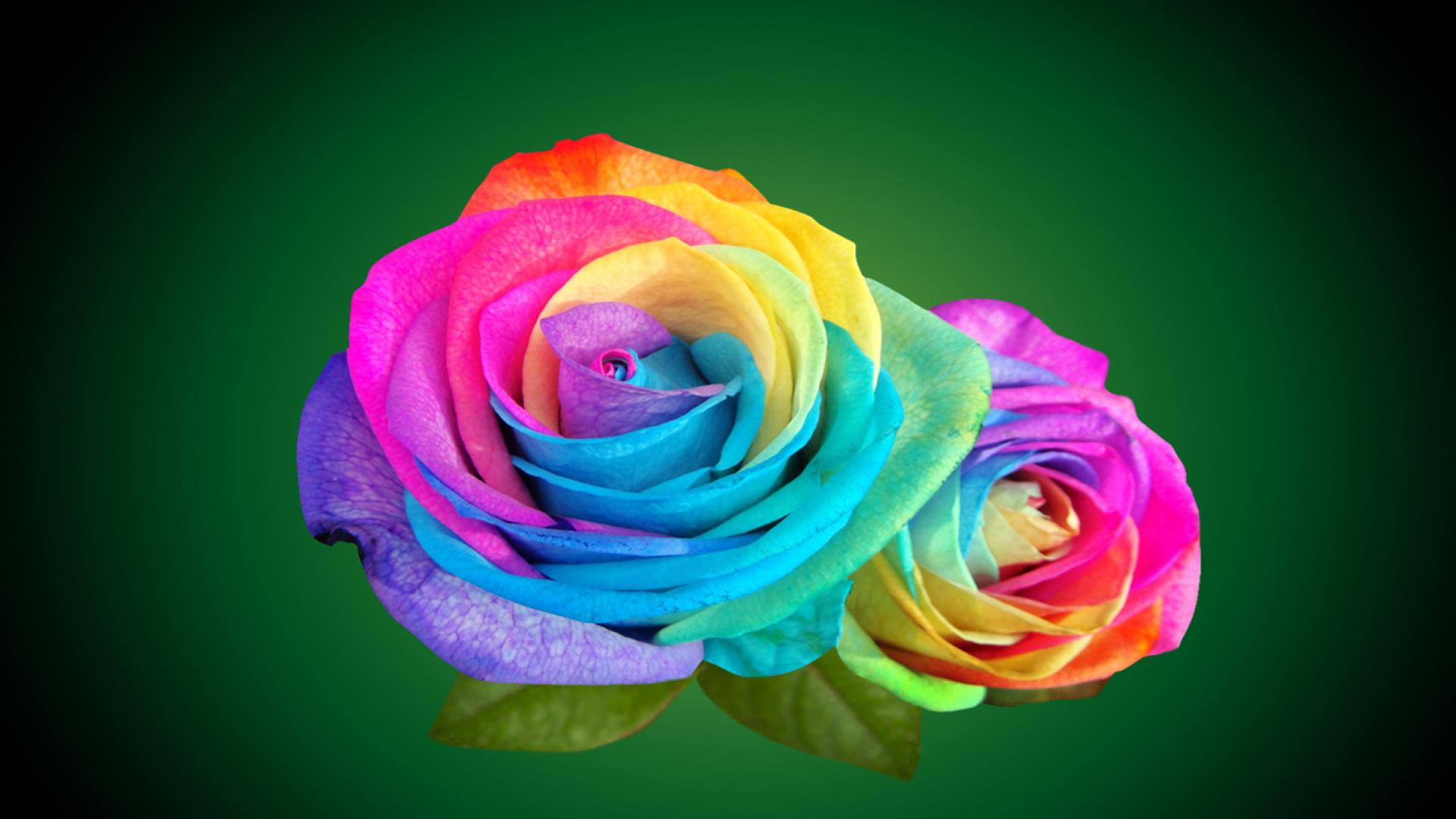 Colorful Roses Hd Wallpaper - Rainbow Roses , HD Wallpaper & Backgrounds