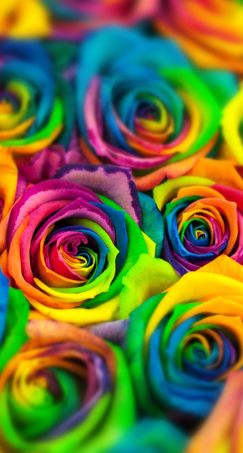Hey, Check Out This Awesome Wallpaper - Rainbow Rose , HD Wallpaper & Backgrounds