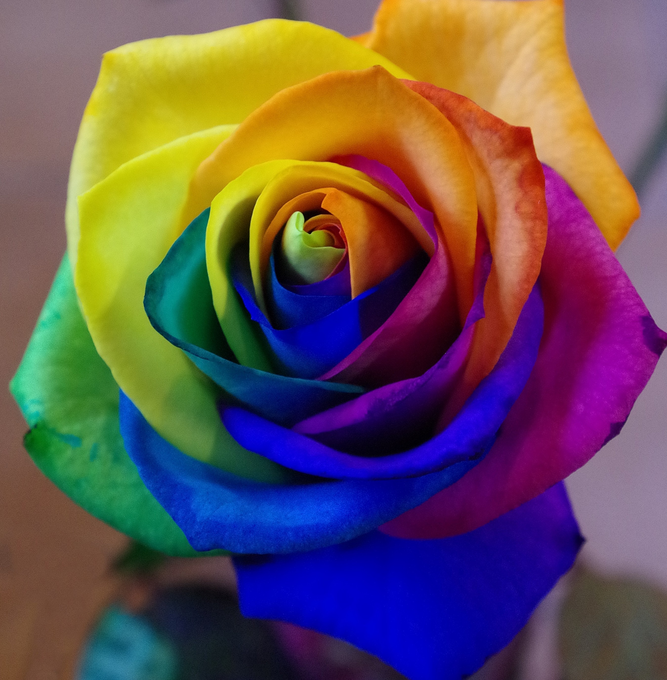 Colorful Rose, Macro, Petals, Rainbow - Colorful Rose , HD Wallpaper & Backgrounds