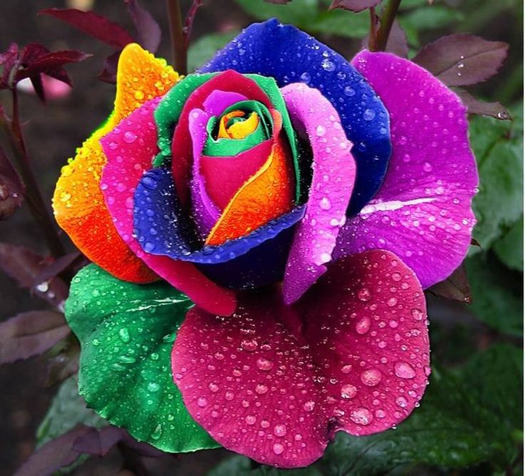 Rainbow Free Hd Wallpapers Free - Rainbow Rose , HD Wallpaper & Backgrounds