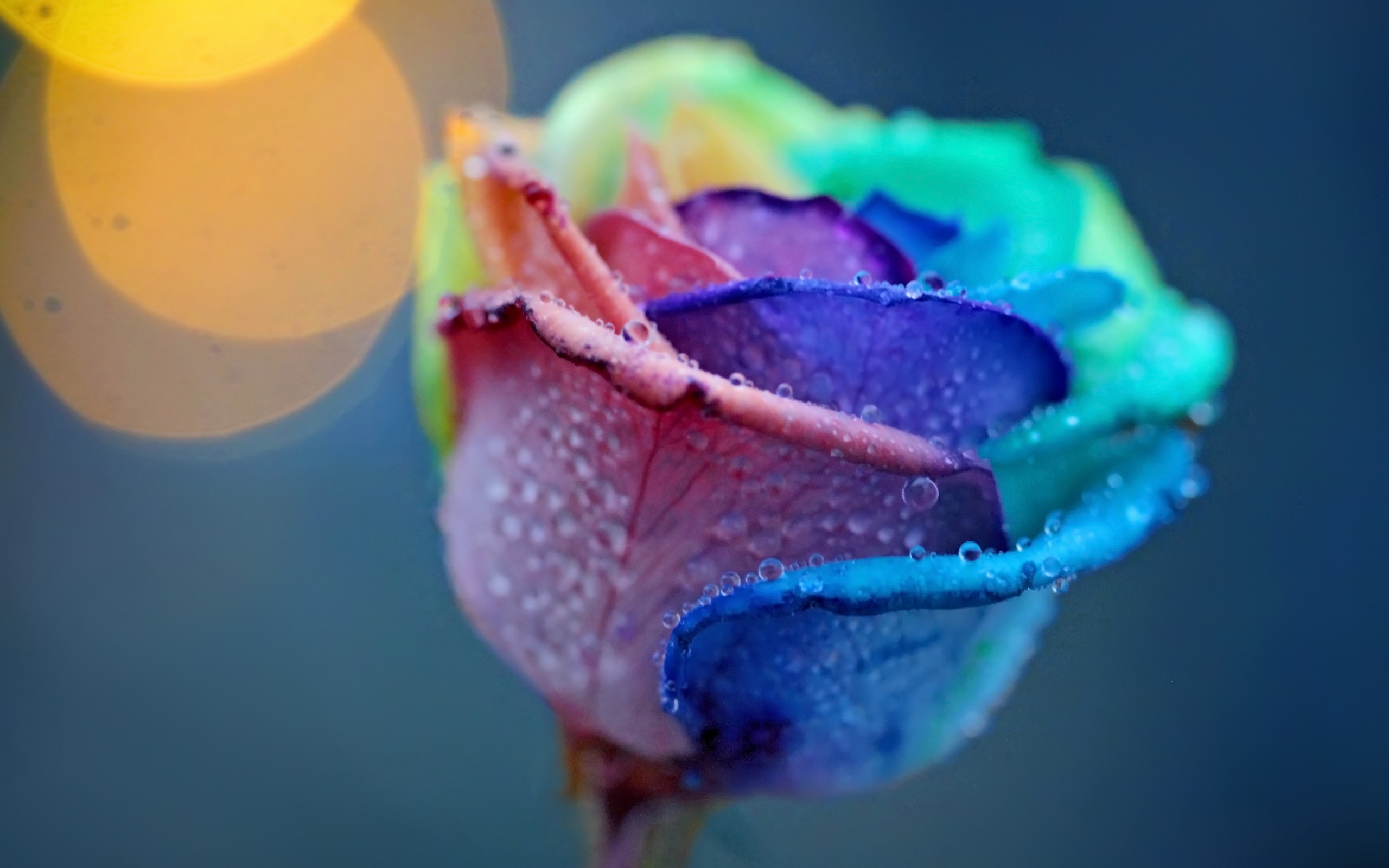 Beautiful Colorful Rose Background - Cool Colored Water Backgrounds , HD Wallpaper & Backgrounds