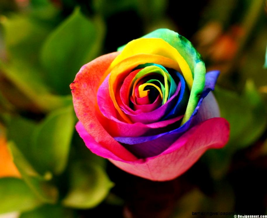 Rainbow Rose Wallpaper Amazing Wallpapers - Beautiful Rose Good Morning , HD Wallpaper & Backgrounds
