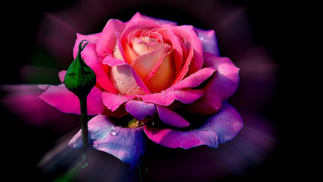 Multicolored Rose - Rose Background For Laptop , HD Wallpaper & Backgrounds