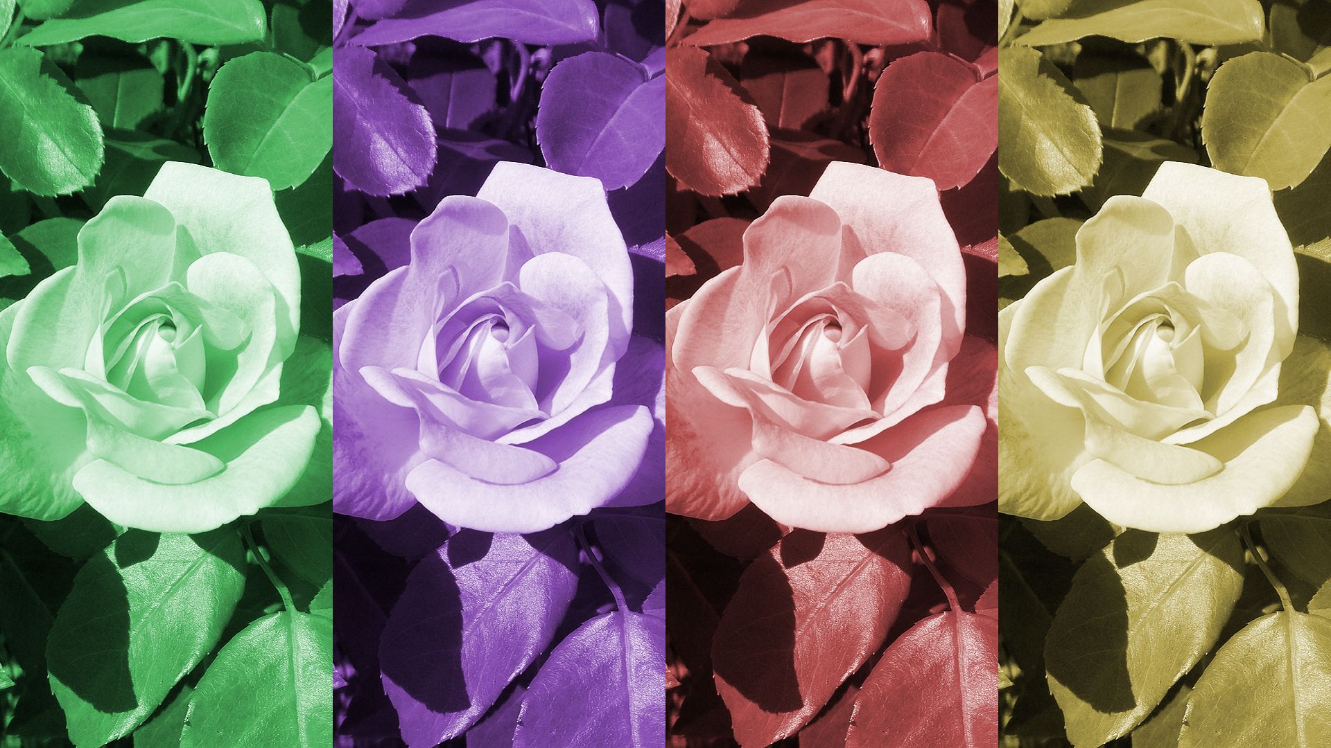A Rose Of Many Colors Hd Wallpaper - Wallpaper , HD Wallpaper & Backgrounds