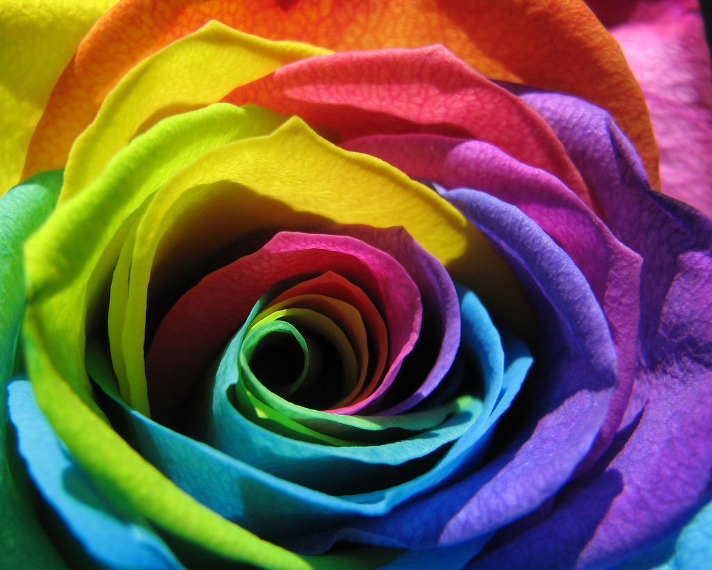 Rainbow Rose Flower - Rainbow Rose Up Close , HD Wallpaper & Backgrounds