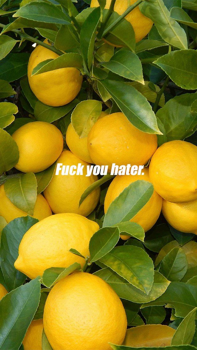 F*ck U Hater / Lemonade / Beyonce / Wallpaper - Lemonade Beyonce , HD Wallpaper & Backgrounds