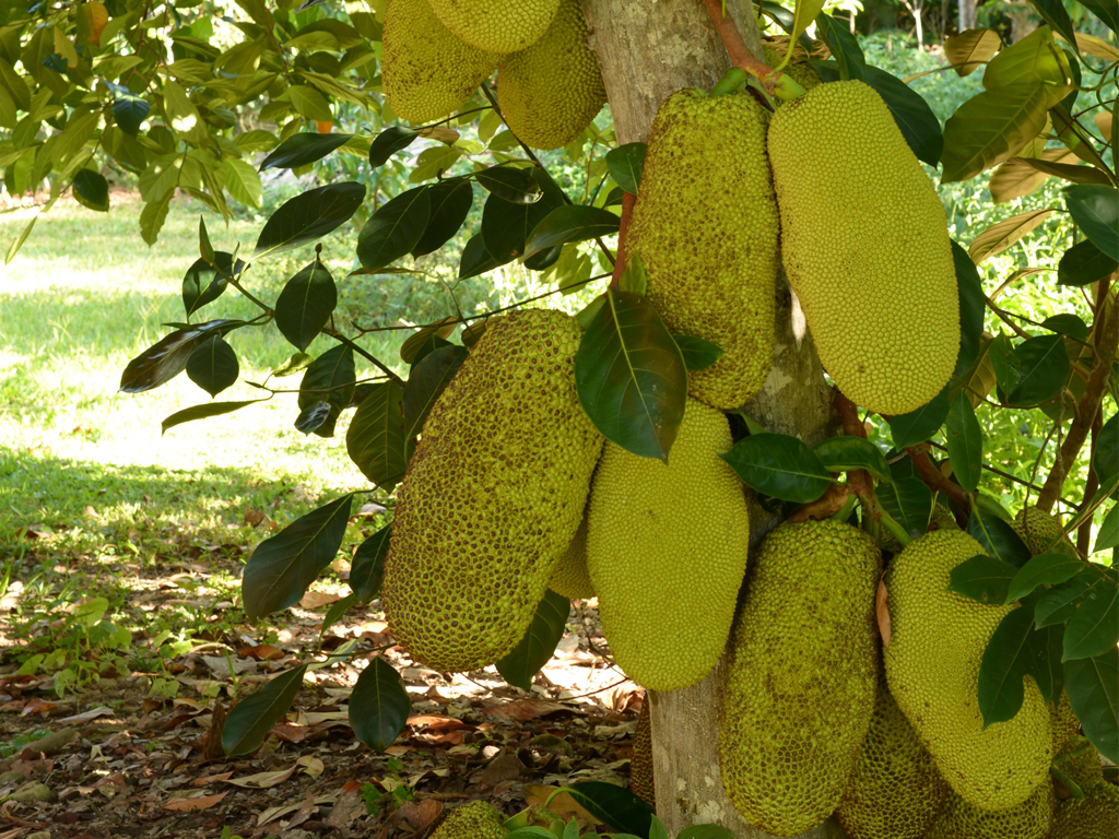 Durian-tree - Durian Tree , HD Wallpaper & Backgrounds