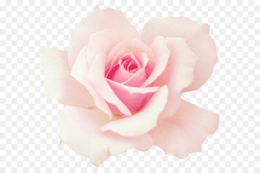 Garden Roses, Pink, Cabbage Rose, Rose, Flower Png - Pink Rose , HD Wallpaper & Backgrounds