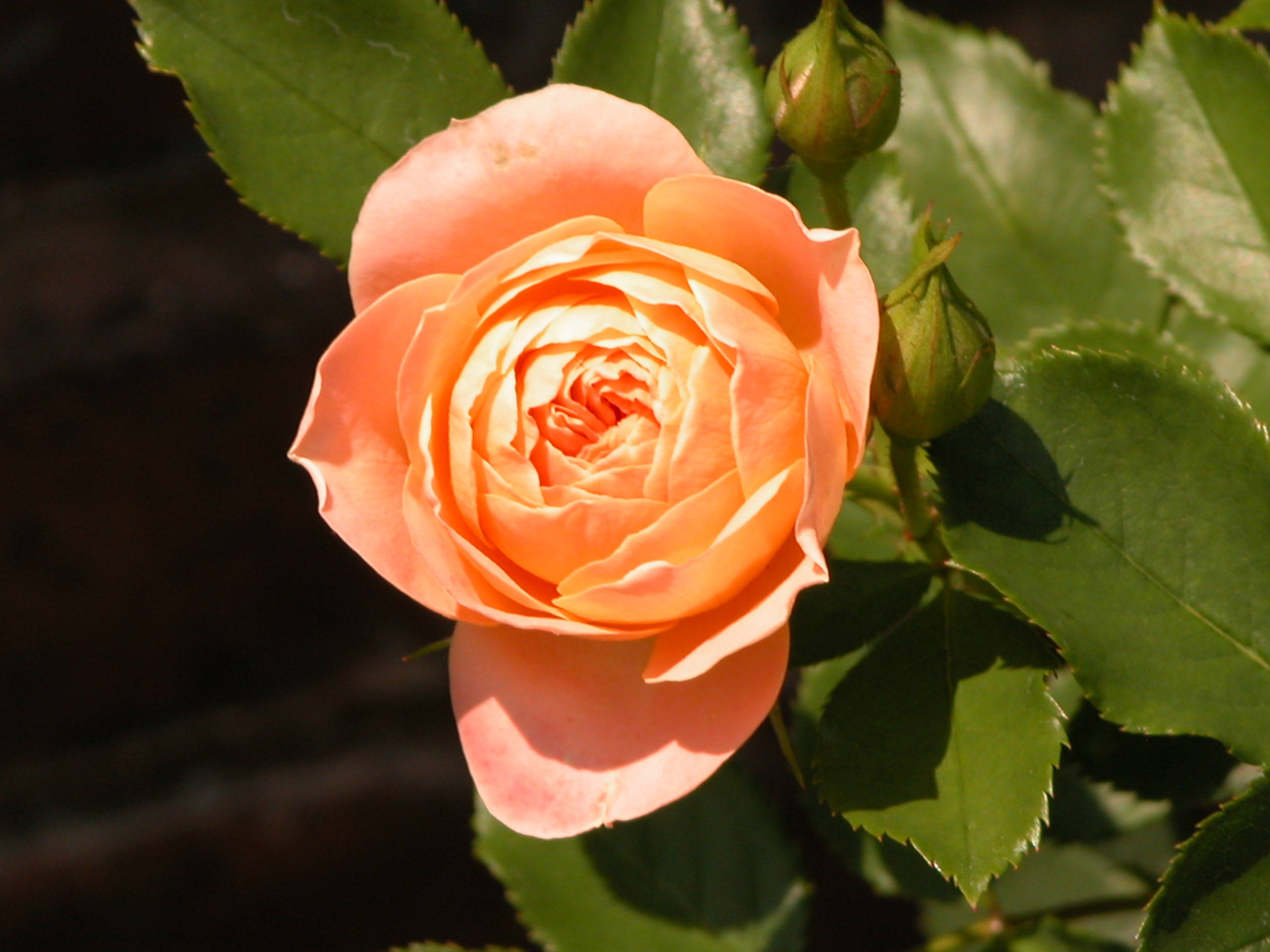 Desktop Cabbage Rose Photos - Garden Roses , HD Wallpaper & Backgrounds