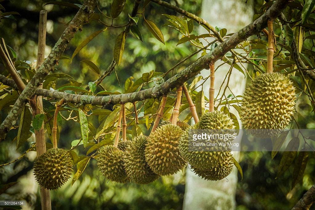 A Branch Of Premium Quality Durians Hanging Up High - Pond Pine , HD Wallpaper & Backgrounds