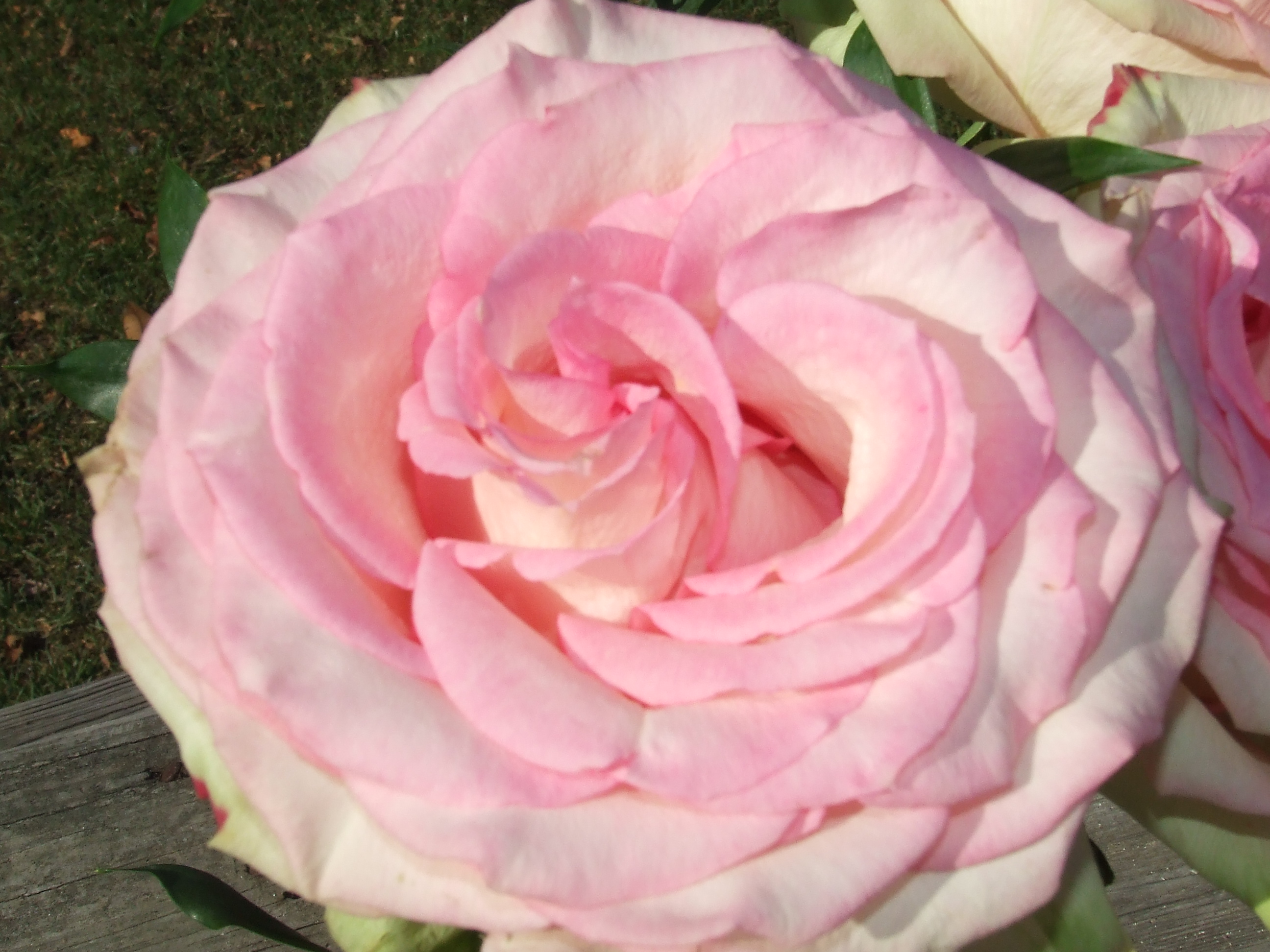 Pink Cabbage Rose Closeup - Flowers Similar To Rose , HD Wallpaper & Backgrounds